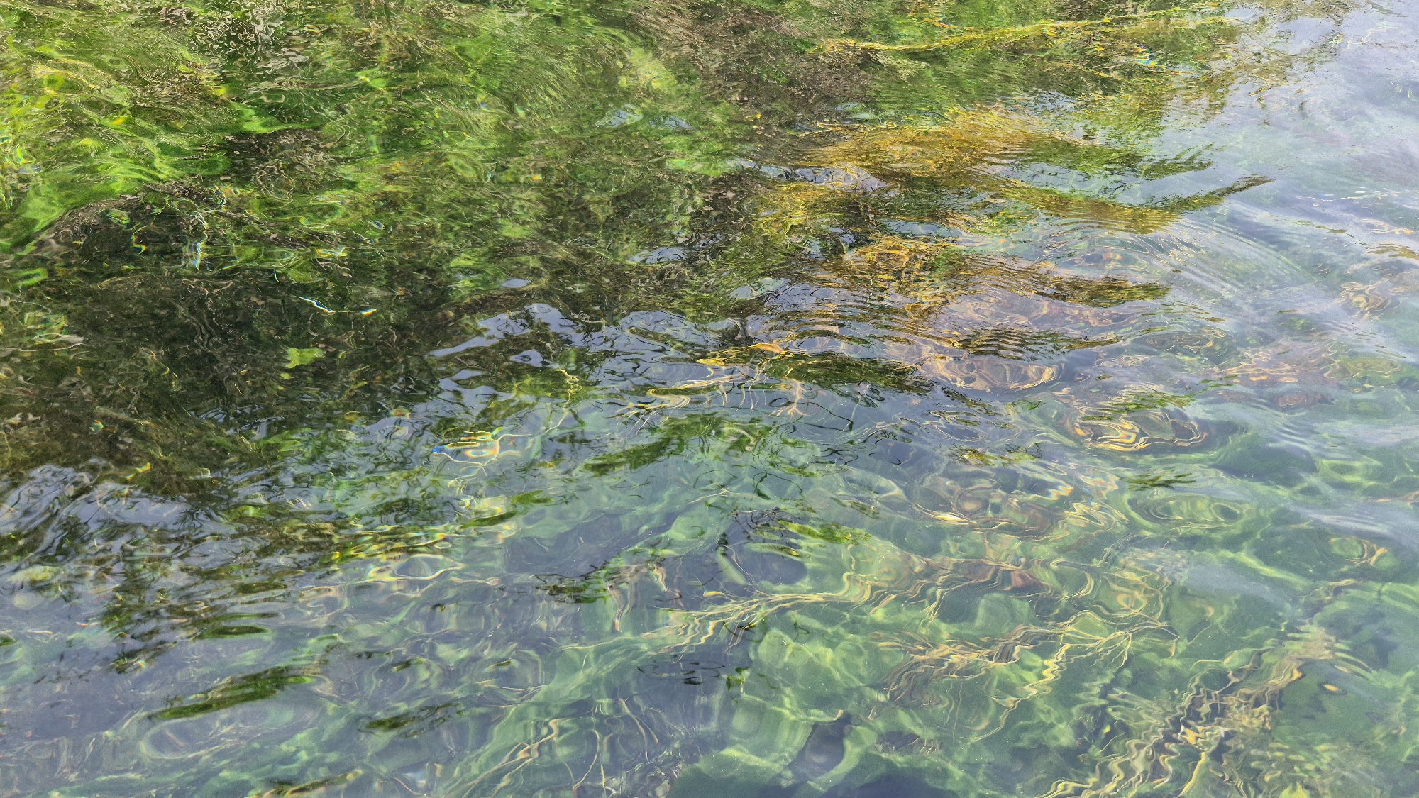 The image depicts a close-up, overhead view of clear, shallow water with visible aquatic vegetation. The water is translucent, allowing the greenish-yellow plant life beneath to be clearly seen. The surface of the water is rippled, distorting the view of the submerged flora and reflecting the surrounding environment, which appears to be foliage, likely trees or bushes, casting green and dark shadows on the water. Some areas of the water surface show golden or brownish reflections, possibly from sunlight hitting submerged elements or the surface itself. The texture of the scene is dominated by the organic shapes of the plants and the fluid movement of the water.
This scene is consistent with the natural underwater environment found in the coastal waters of Porto Cesareo, Italy, a town renowned for its clear waters and marine protected areas, such as the marine reserve encompassing the Ionian Sea coastline. The shallow, clear waters are characteristic of the coastline and the presence of abundant seagrass meadows.