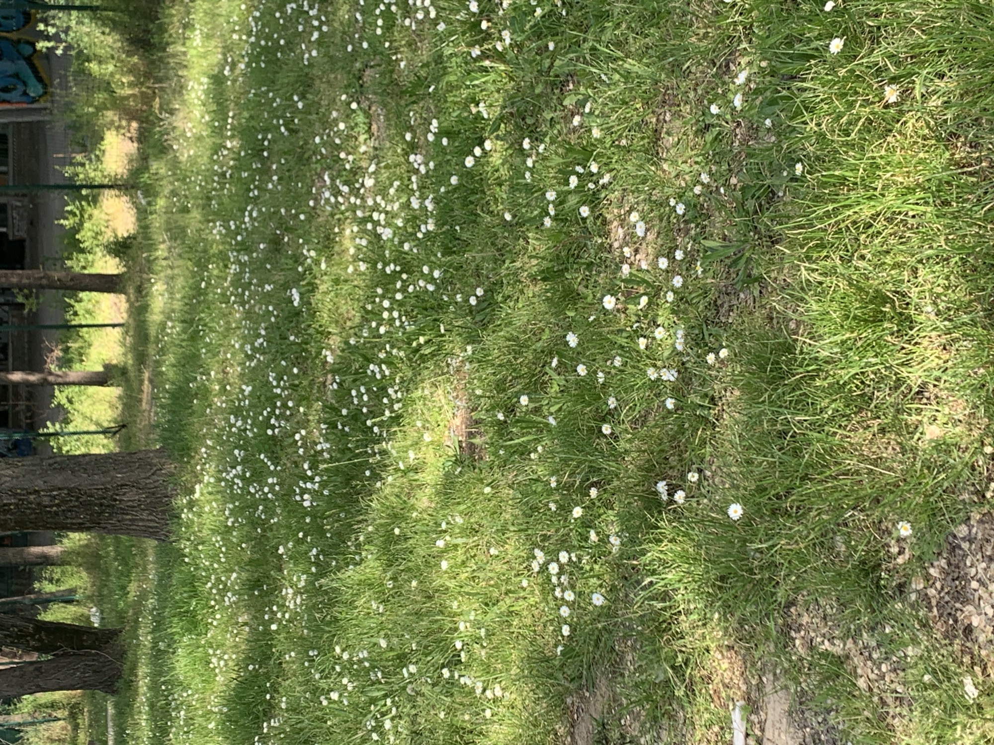 The image displays a sun-drenched outdoor scene, likely a park or green area in Belgrade, Serbia. The foreground and midground are dominated by a lush, verdant grassy field abundantly covered with small white flowers, resembling daisies, scattered throughout.
On the left side of the frame, several mature tree trunks with dark, textured bark rise from the ground. Their presence suggests a wooded edge or avenue of trees. Sunlight streams into the scene, casting distinct, elongated shadows across the grass, indicative of a clear day, possibly morning or late afternoon.
In the far upper left background, behind the trees and some foliage, a glimpse of a structure or building can be seen. It appears to have blue and green markings, possibly graffiti, but no discernible text is legible. Towards the right foreground, patches of bare earth or a path with small stones and gravel are interspersed with the grass and flowers.
No people are visible, and no specific activity is taking place, highlighting the serene natural environment. The overall impression is one of vibrant growth and peaceful natural beauty under clear skies.