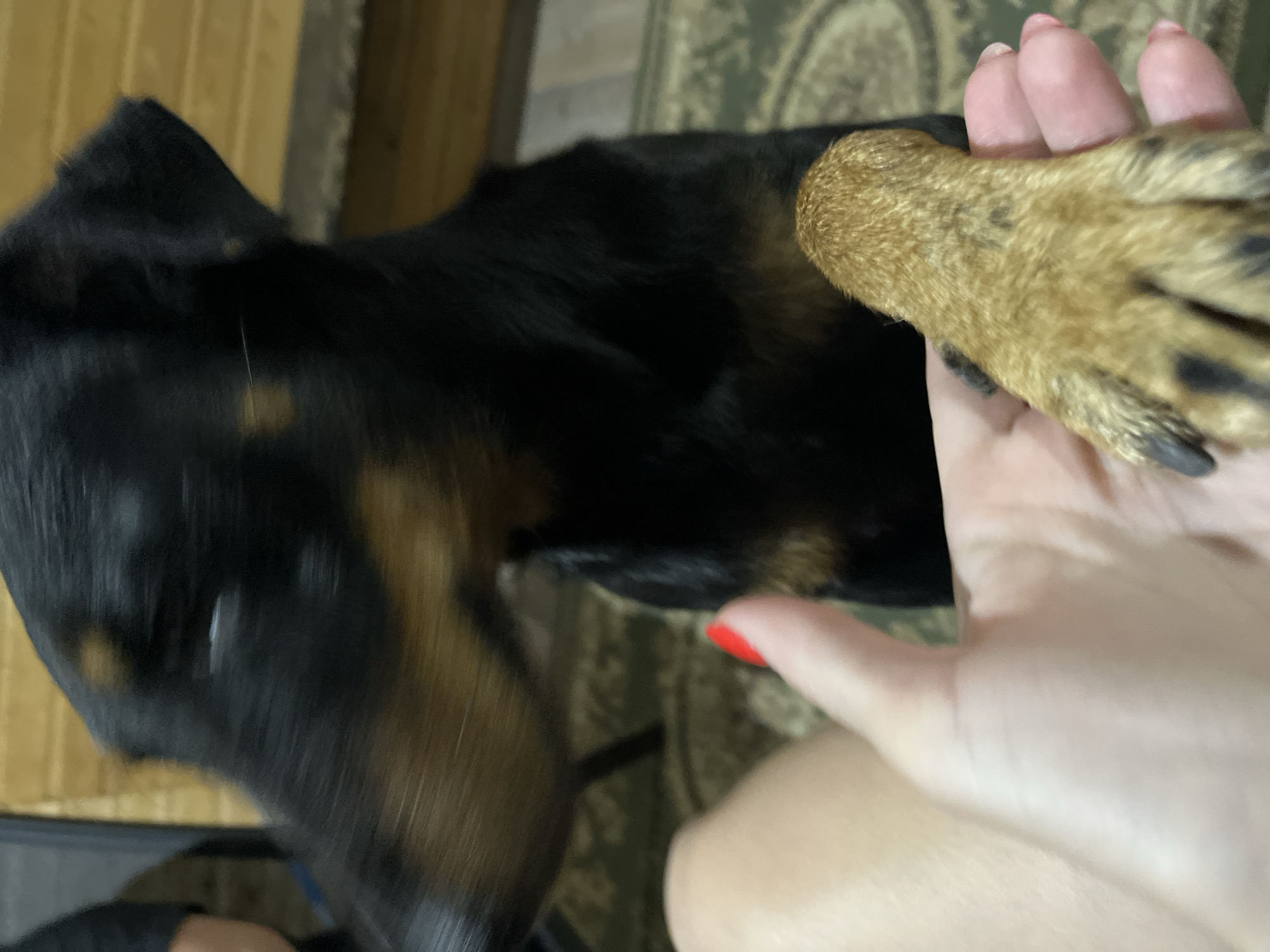 This close-up, eye-level shot shows a person's hand holding a tan and black dog's paw. The dog's face is out of focus, but its black fur with tan markings is visible. The hand has red nail polish on its fingernails. The background is blurred but appears to be an indoor setting with wooden walls and a patterned rug. The location is not specified in the image.