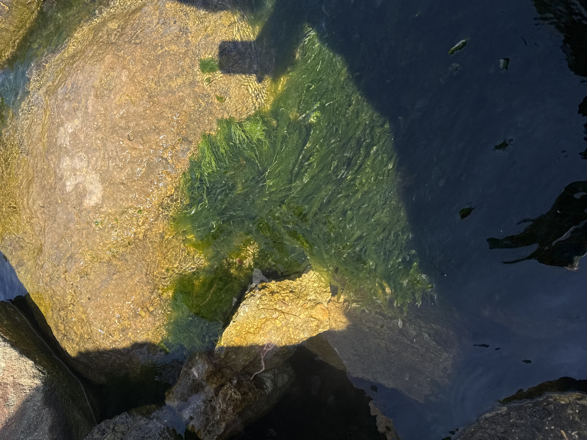 The image shows a rocky shoreline where stones of various sizes meet dark, still water. Green algae grows on and around the rocks, both above and below the waterline. The light is bright, suggesting daytime, and casts shadows across the scene. The location is near water and rocks, typical of a coastal environment. While the image does not provide explicit information linking it to Yevpatoriya, Ukraine, the coastal environment aligns with Yevpatoriya's geographical setting.