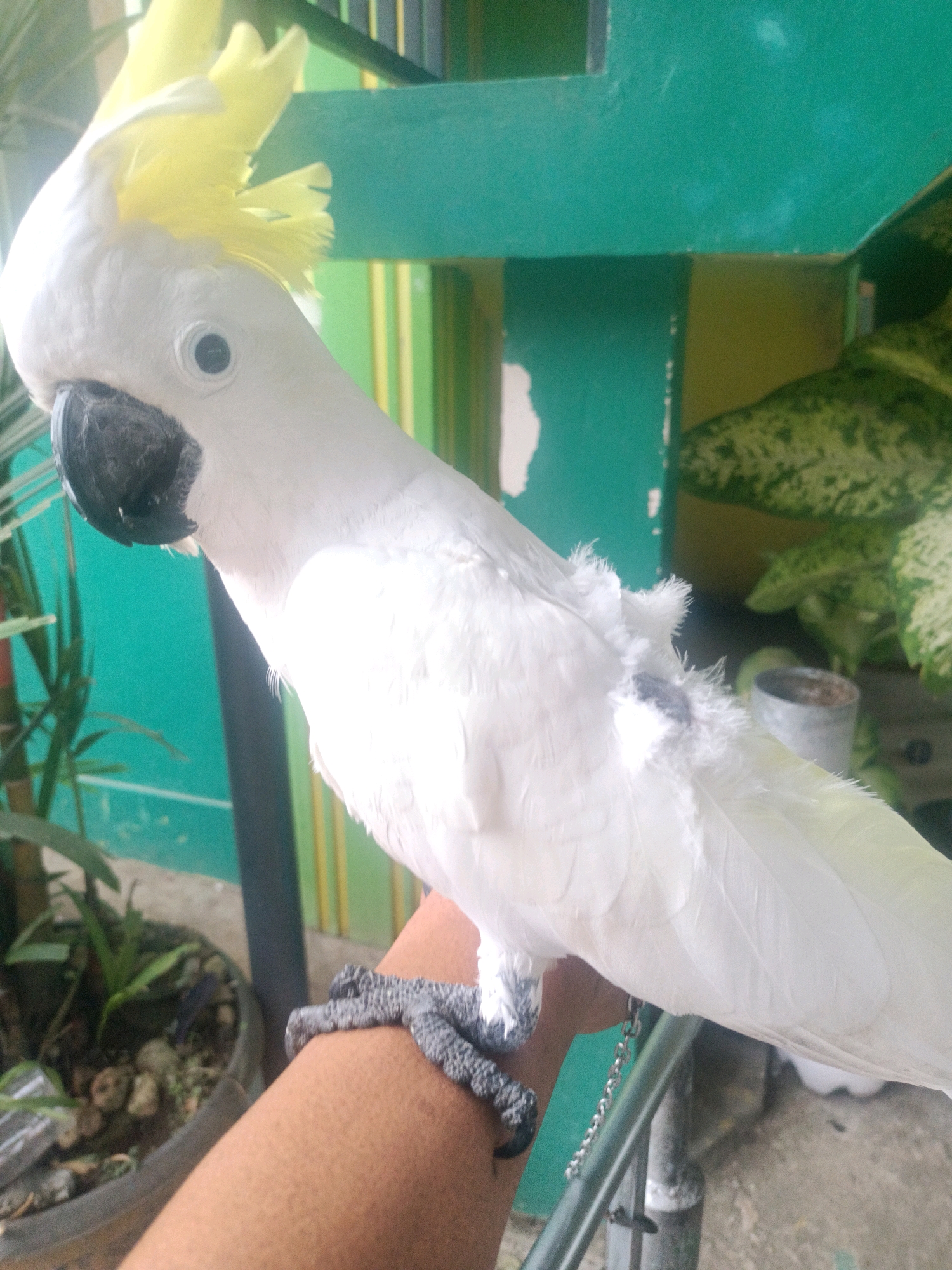 A Sulphur-crested cockatoo with a yellow crest is perched on an arm, its black beak slightly open. The bird is mostly white with some ruffled feathers visible on its side, and its talons are gripping the arm. The arm is a light brown color. In the background, a vibrant teal-colored wall is visible, with some hints of yellow and green behind it. To the left, a potted plant with green leaves adds to the natural setting. To the right, more greenery and a metal railing suggest an outdoor or semi-outdoor environment. The scene is brightly lit, suggesting daylight. The presence of the bird on a person's arm implies a domestic or trained setting. The overall impression is a close-up portrait of a pet cockatoo in a casual environment. The photo was taken outdoors in Trenggalek, Indonesia.