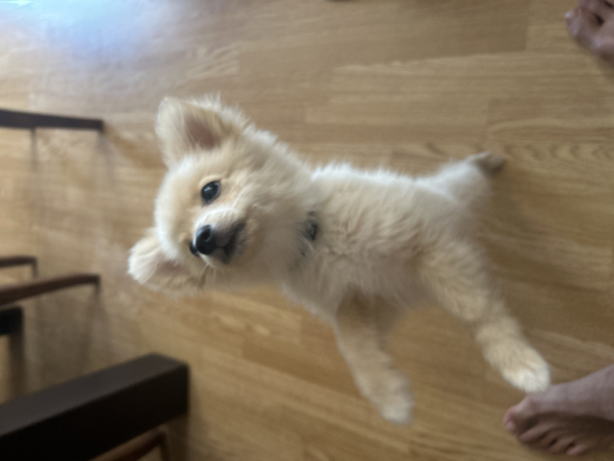 A small, fluffy, light-colored dog stands on its hind legs on a polished wooden floor, facing upwards and slightly to the left. Its front paws are raised and extended forward, and its head is tilted back. The dog has dark eyes and a black nose. A dark collar is visible around its neck. In the lower left of the frame, a human foot with visible toes is present, suggesting the dog is interacting with a person. The background consists of wooden floorboards and the legs of furniture, appearing to be indoors. This scene is located in Tankovo, Bulgaria.