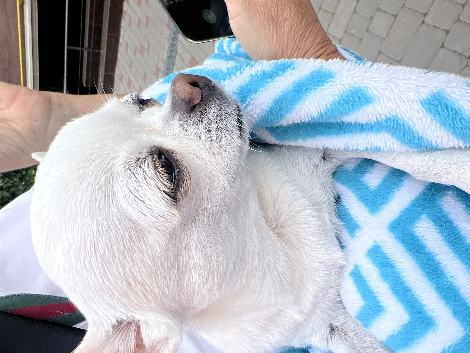 A close-up, eye-level shot captures a wet, white Chihuahua dog wrapped in a blue and white striped towel. The dog's head is angled to the right, with its dark eyes looking off-frame. Its fur appears slightly matted, suggesting it may have recently been bathed. The towel covers most of its body, with only its head and a small portion of its tail visible. The background is blurred but suggests an outdoor setting, possibly a street in Kryzhanivka, Ukraine, with paving stones and a building visible. A person's arm and hand are visible on the right side of the frame, holding a smartphone. The person is wearing a white shirt with a green and red stripe detail on the left side. The overall lighting is natural and diffused.
