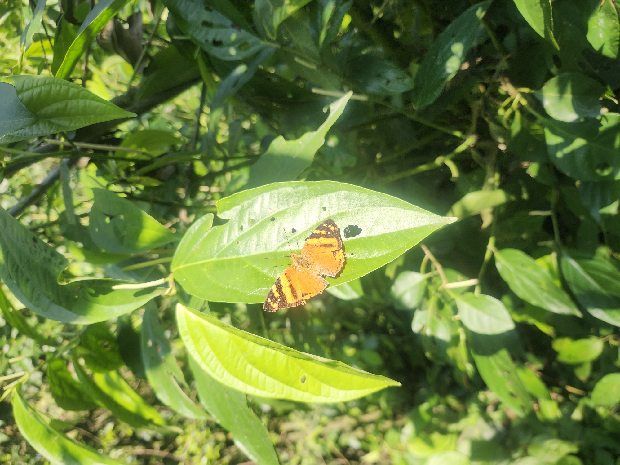 A small, orange butterfly with black stripes is perched on a large, green leaf. The leaf is part of a lush, green plant, with other leaves and foliage visible in the background. The sunlight filters through the leaves, creating dappled shadows. The image appears to have been taken in a natural outdoor setting, possibly a garden or a park. No people or man-made structures are visible. The location is Foz do Iguaçu, Brazil.