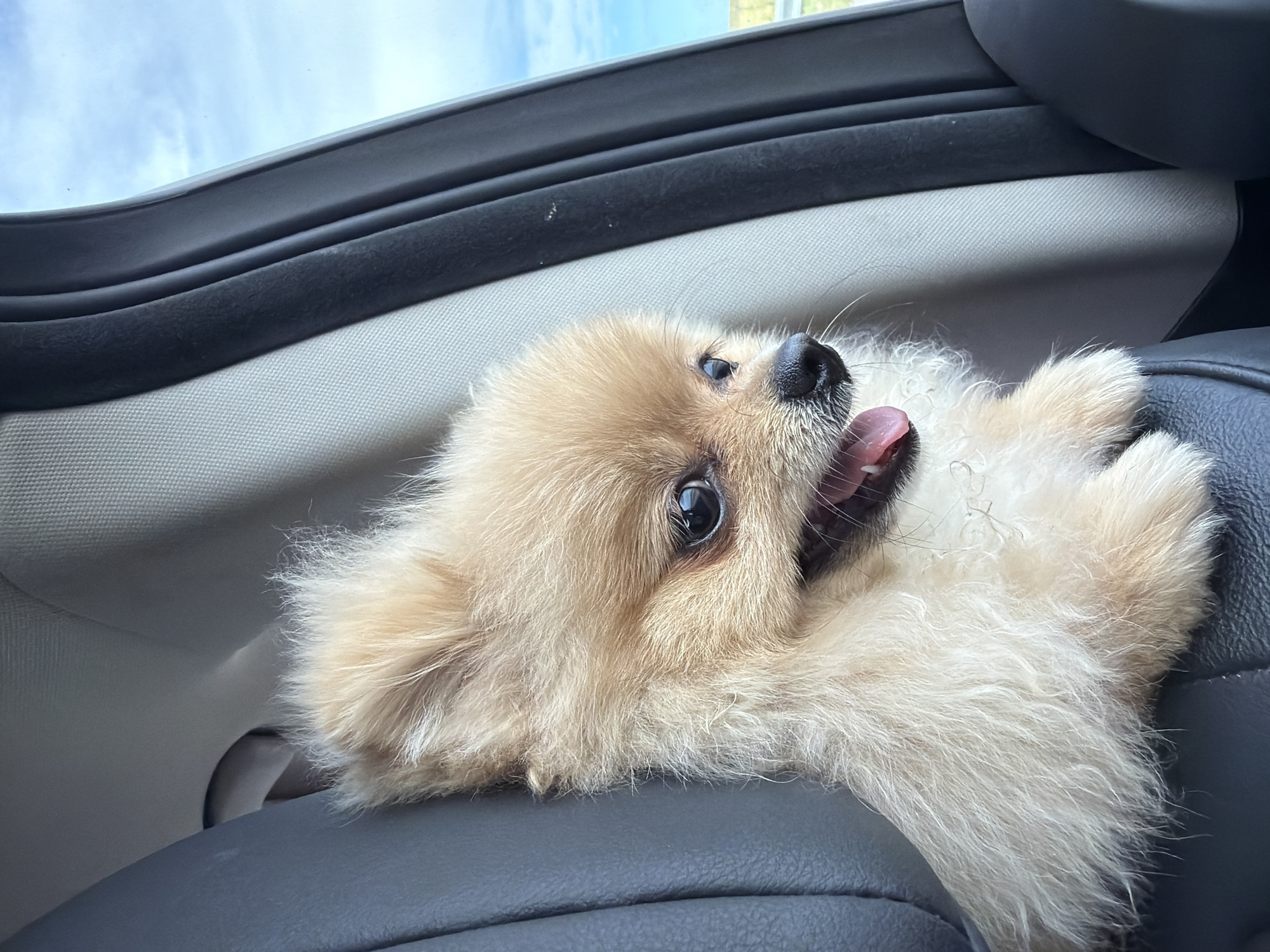 A fluffy, tan Pomeranian dog is pictured inside a car, looking out of the window. The dog's head and front paws are visible. Its mouth is open with its tongue sticking out, and its eyes are dark and alert. The interior of the car, including a dark leather seat and a light gray fabric panel, is visible in the foreground. The background shows a blurred view of the sky and some distant landscape, suggesting the car is in motion. The image does not contain any information that would place it in Zheleznik, Bulgaria.