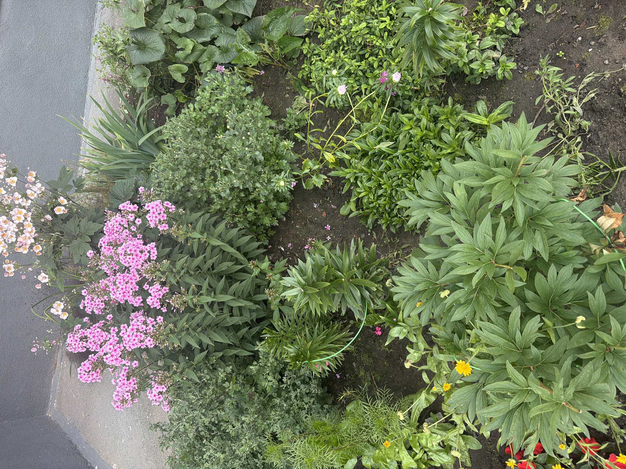 The image depicts a densely planted flowerbed in an outdoor setting. The foreground is dominated by large-leaved green plants, likely peonies, with some smaller yellow and red flowers interspersed. To the left and center, there are clusters of vibrant pink phlox flowers. In the background, white and pale pink flowers, possibly anemones, bloom atop tall stalks. Various other green plants and foliage fill the remaining space, creating a lush, layered effect. The ground appears to be dark soil, with scattered fallen petals and leaves. A concrete surface, possibly a sidewalk or pathway, is visible on the left edge of the frame, meeting the flowerbed at an angle. A dark gray, textured wall forms the background. This scene is consistent with a garden or park area in a residential or public space. Without further information, it is not possible to pinpoint the exact location within Novosibirsk, Russia.