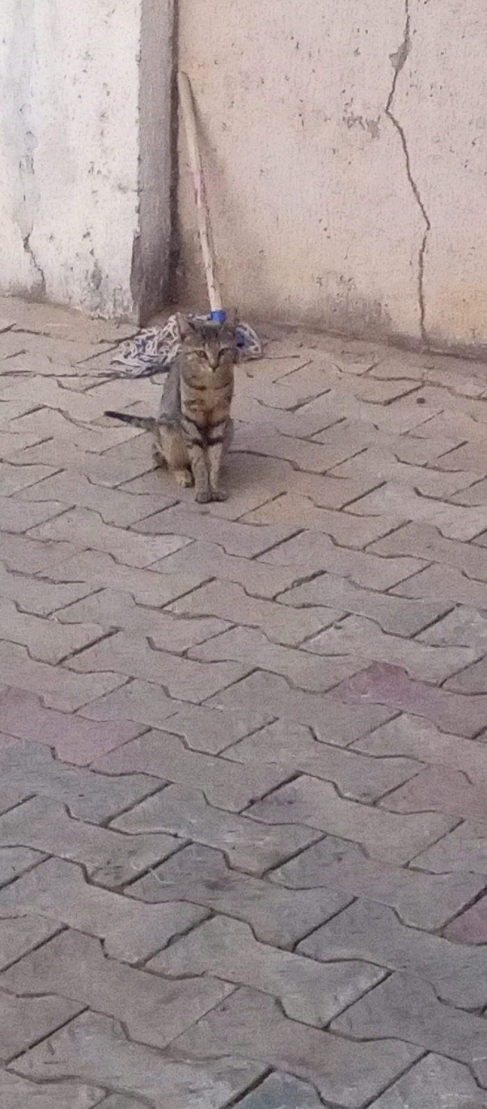 In Narayi, Nigeria, a medium-sized tabby cat with grey and brownish striped fur is depicted sitting on interlocking grey pavers. The cat is positioned in the upper-middle section of the frame, facing directly towards the viewer with an alert posture. Behind the cat and slightly to the left, a light-colored concrete wall shows signs of wear, discoloration, and prominent vertical cracks. A wooden mop handle, with a blue and white fabric mop head, leans vertically against the wall in the background. A crumpled piece of blue and white patterned fabric lies on the ground near the mop head. The foreground consists entirely of the grey interlocking pavers, which appear dry and show minor surface wear. No other living subjects or active interactions are visible.