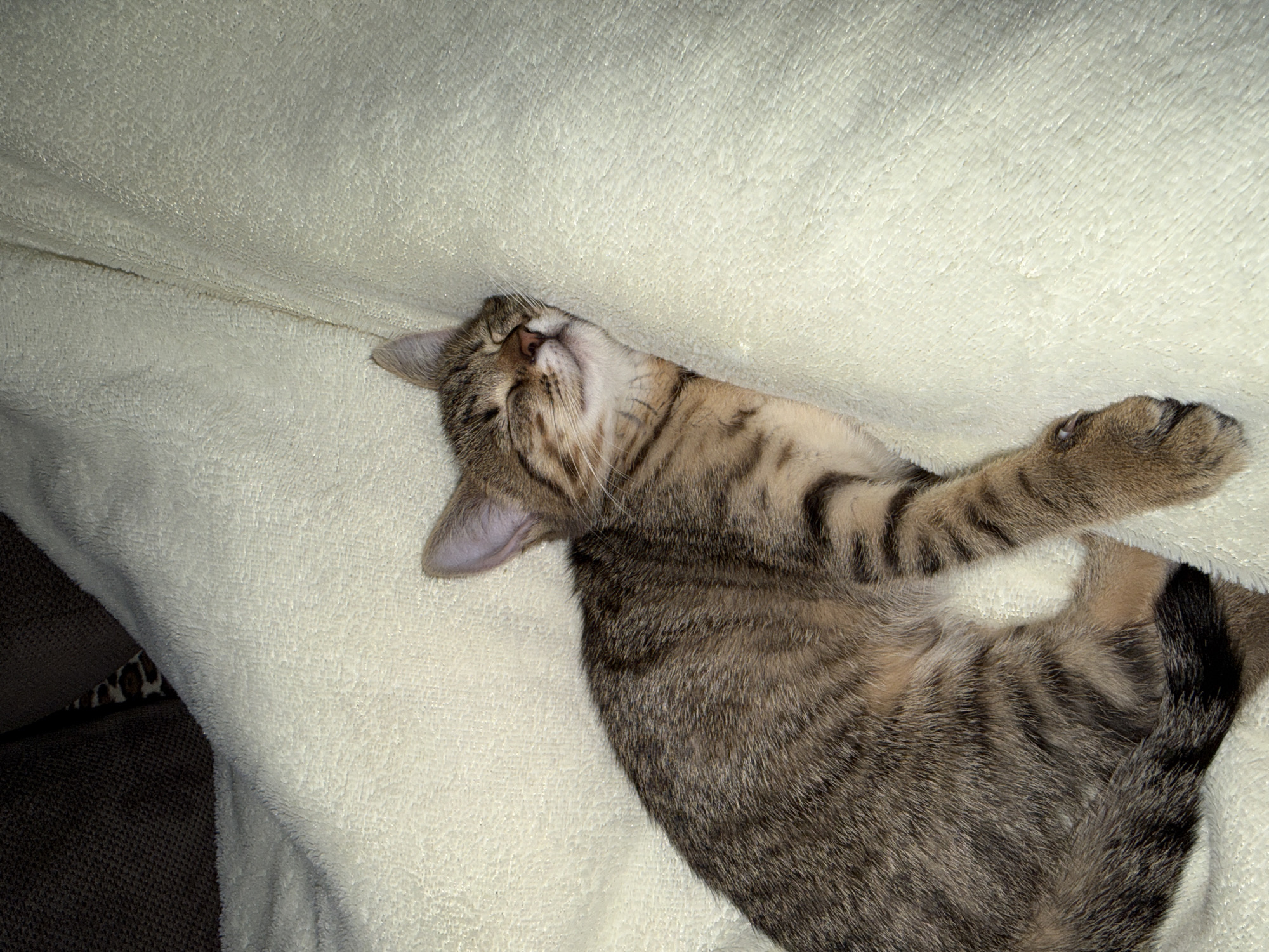 A tabby kitten is sleeping on a soft, cream-colored blanket. The kitten is curled up and resting its head against a fold in the blanket. Its eyes are closed, and its mouth is slightly open, suggesting it is in a deep sleep. The kitten's fur is a mix of brown, black, and tan stripes. Its tail is curled around its body. The background is dark, with the exception of a brown upholstered surface visible on the left side of the image. The lighting is dim, casting soft shadows.