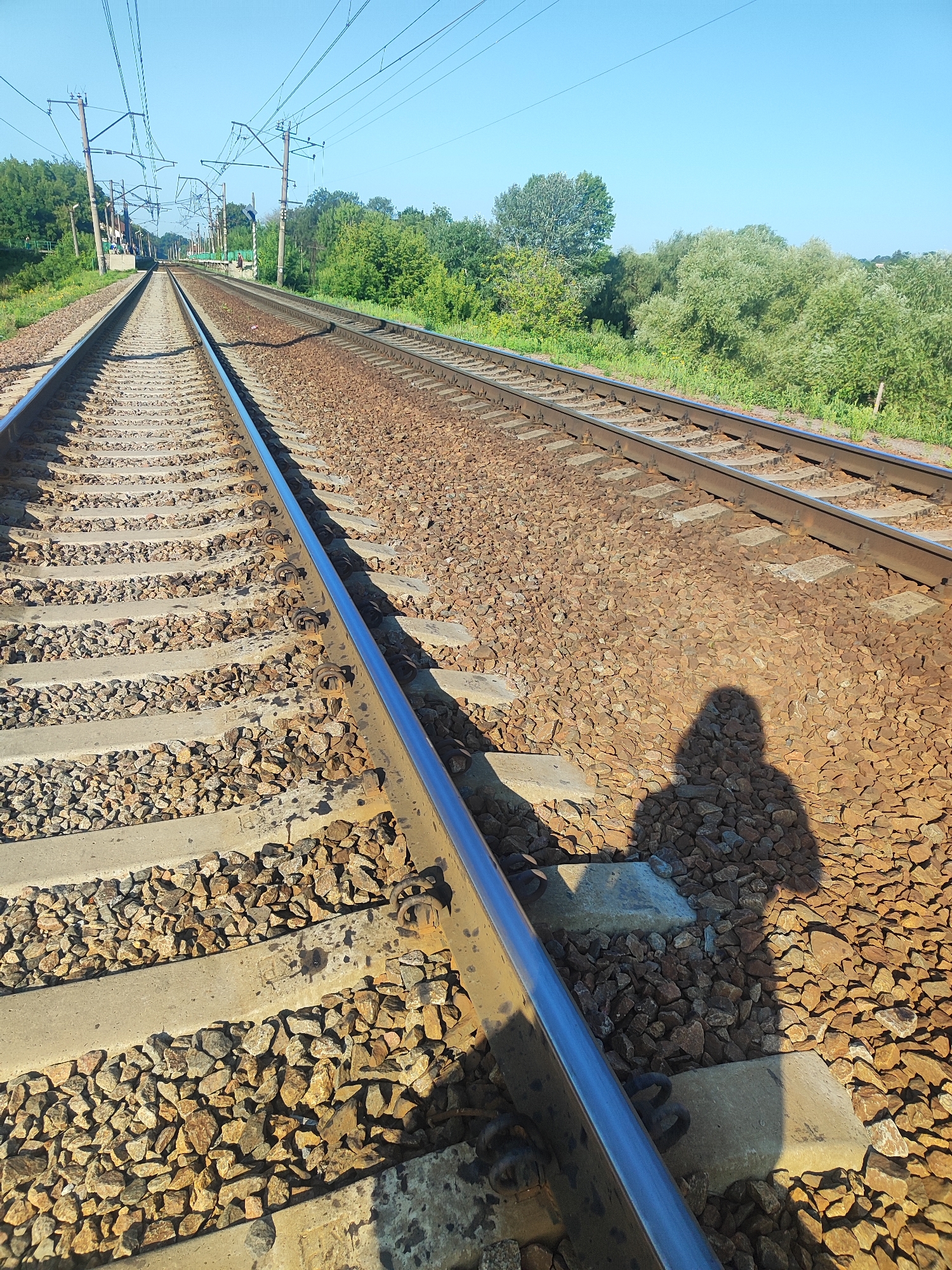 An eye-level, medium shot captures a pair of parallel train tracks receding into the distance under a clear blue sky. The tracks are made of metal rails supported by concrete ties and ballast, with overhead electrical wires supported by poles visible in the background. Dense green foliage lines the sides of the tracks, suggesting a rural or suburban setting. A distinct shadow of a person, possibly taken by the photographer, is cast on the ballast to the right of the tracks, hinting at the presence of an observer. The lighting indicates it is daytime, likely morning or afternoon, with the sun casting sharp shadows.