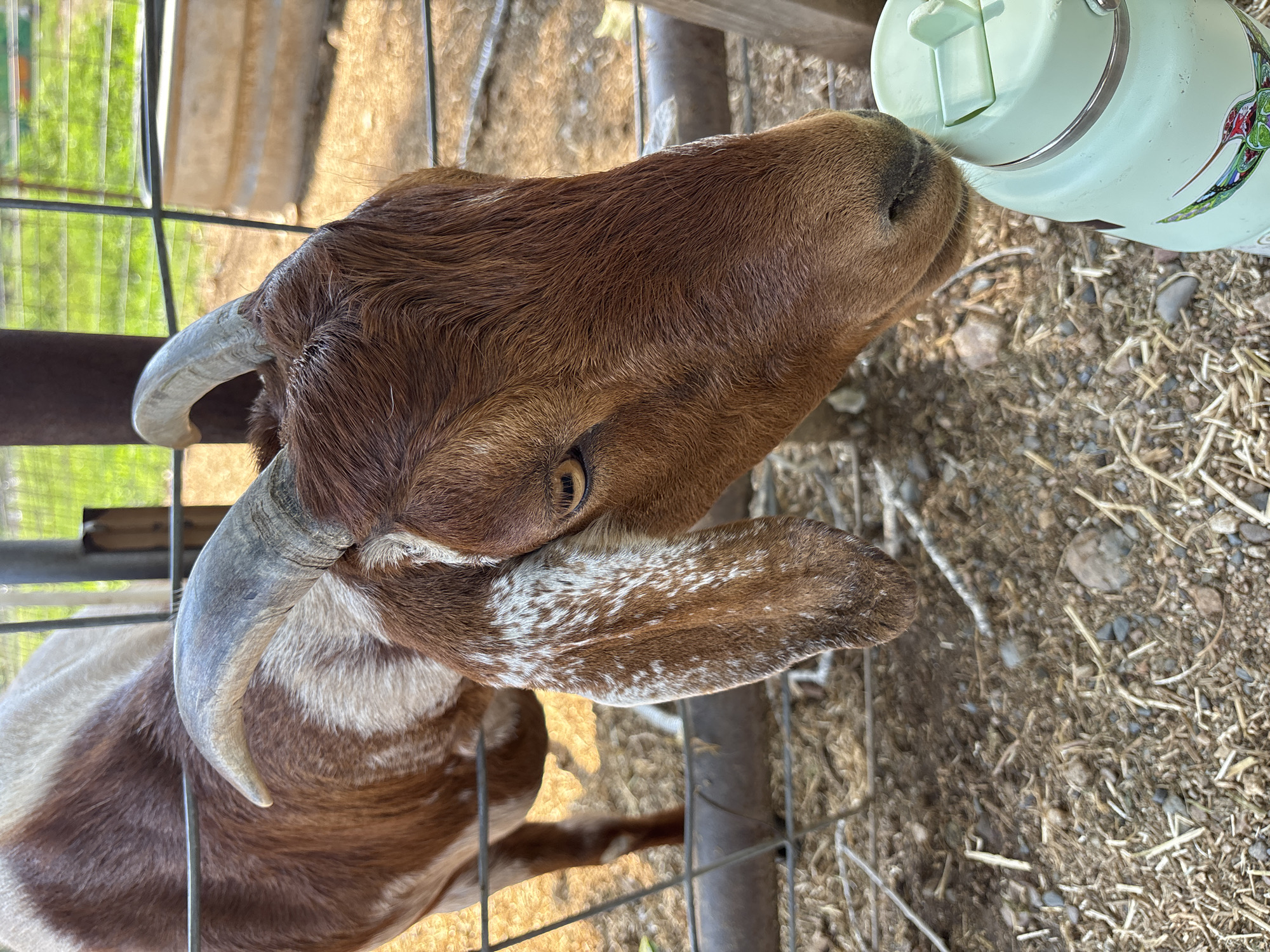 A medium shot photograph captures a brown and white goat in an outdoor enclosure. The goat is positioned in the foreground, its head turned to the right, sniffing at a light green water bottle. The goat has curved horns and a long, spotted ear that hangs down. Its fur is a mix of brown and white patches. Behind the goat, a wire fence divides the enclosure. Beyond the fence, the ground is covered in dirt, straw, and small rocks. In the background, a green grassy area and wooden posts are visible. The lighting suggests it is daytime. The scene appears to be a farm or rural setting. The photograph was taken in Prescott Valley, United States of America.