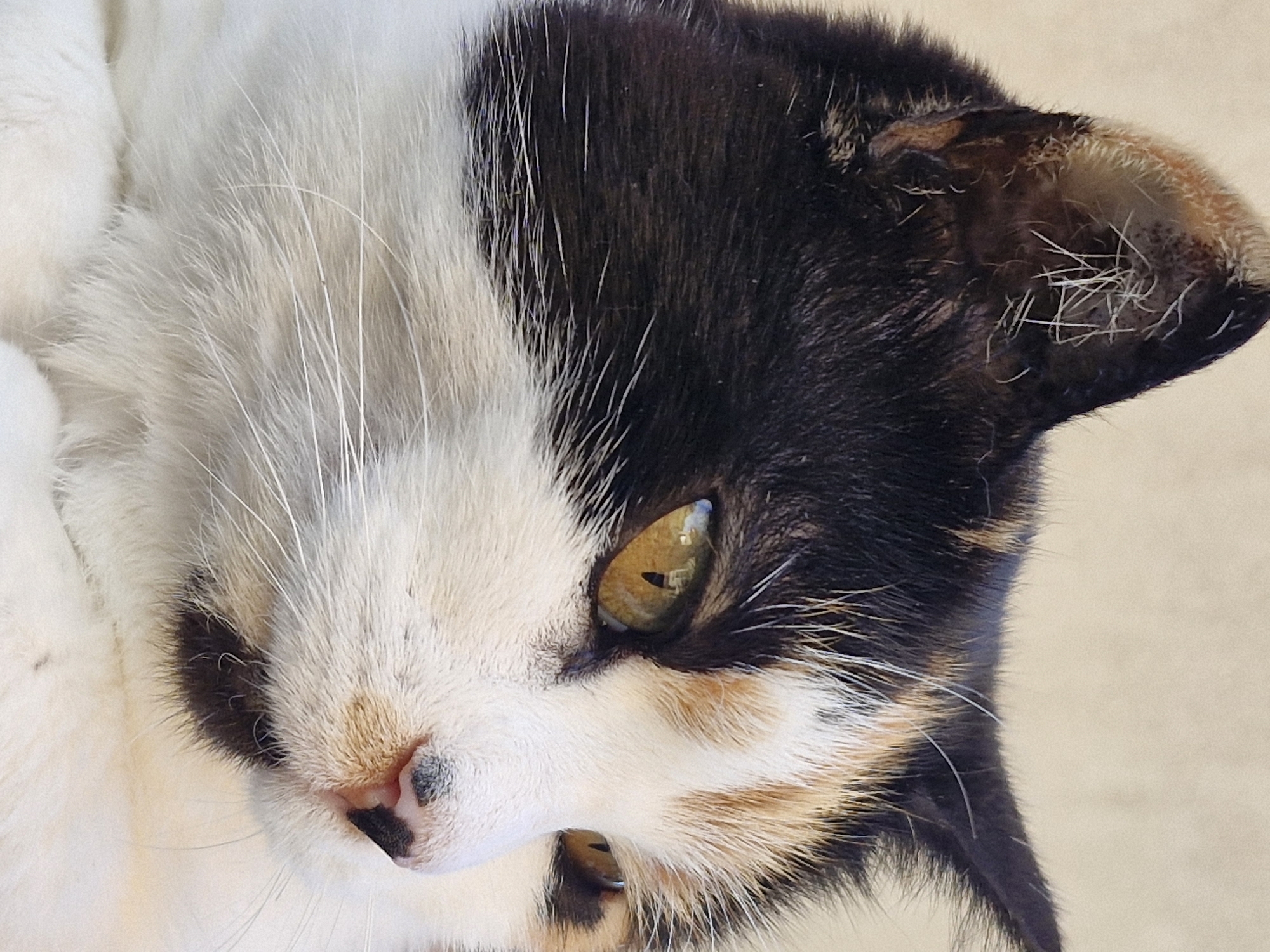 The image is a close-up, profile view of a calico cat. The cat's fur is a mix of black, white, and orange patches. It has bright yellow eyes, a pink nose with black spots, and white whiskers. The background is a soft, light-colored wall, likely an outdoor setting. There are no people or any specific environmental details that would indicate a location within Klaipėda, Lithuania.