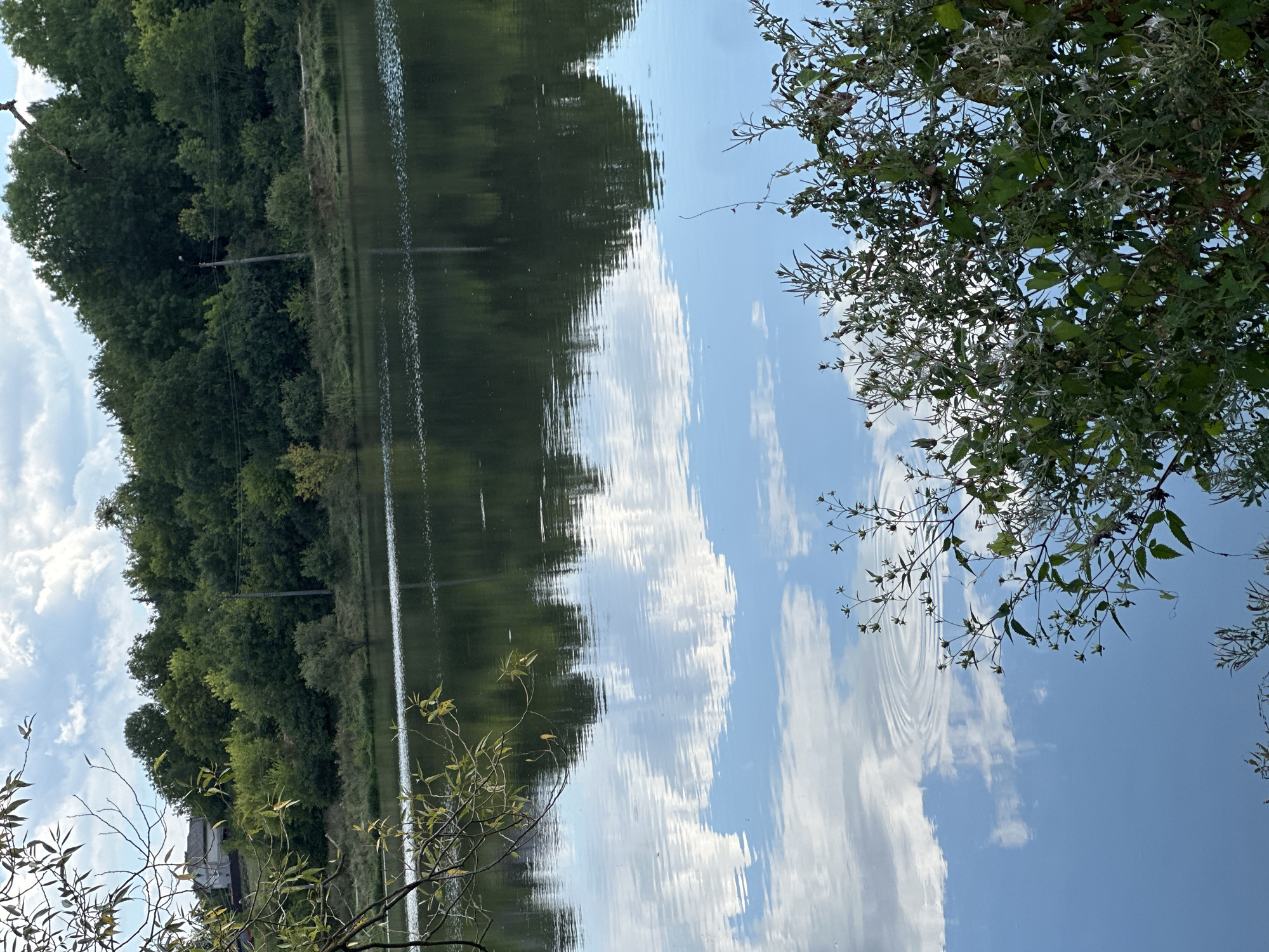 The image depicts a calm body of water reflecting a cloudy sky and a dense line of trees that form the background. In the foreground, branches of a leafy plant hang over the water, and the surface of the water shows ripples. A rural landscape with a building and utility poles is visible on the elevated bank behind the trees. The scene is consistent with a natural setting within or near the village of Makiv, Ukraine.