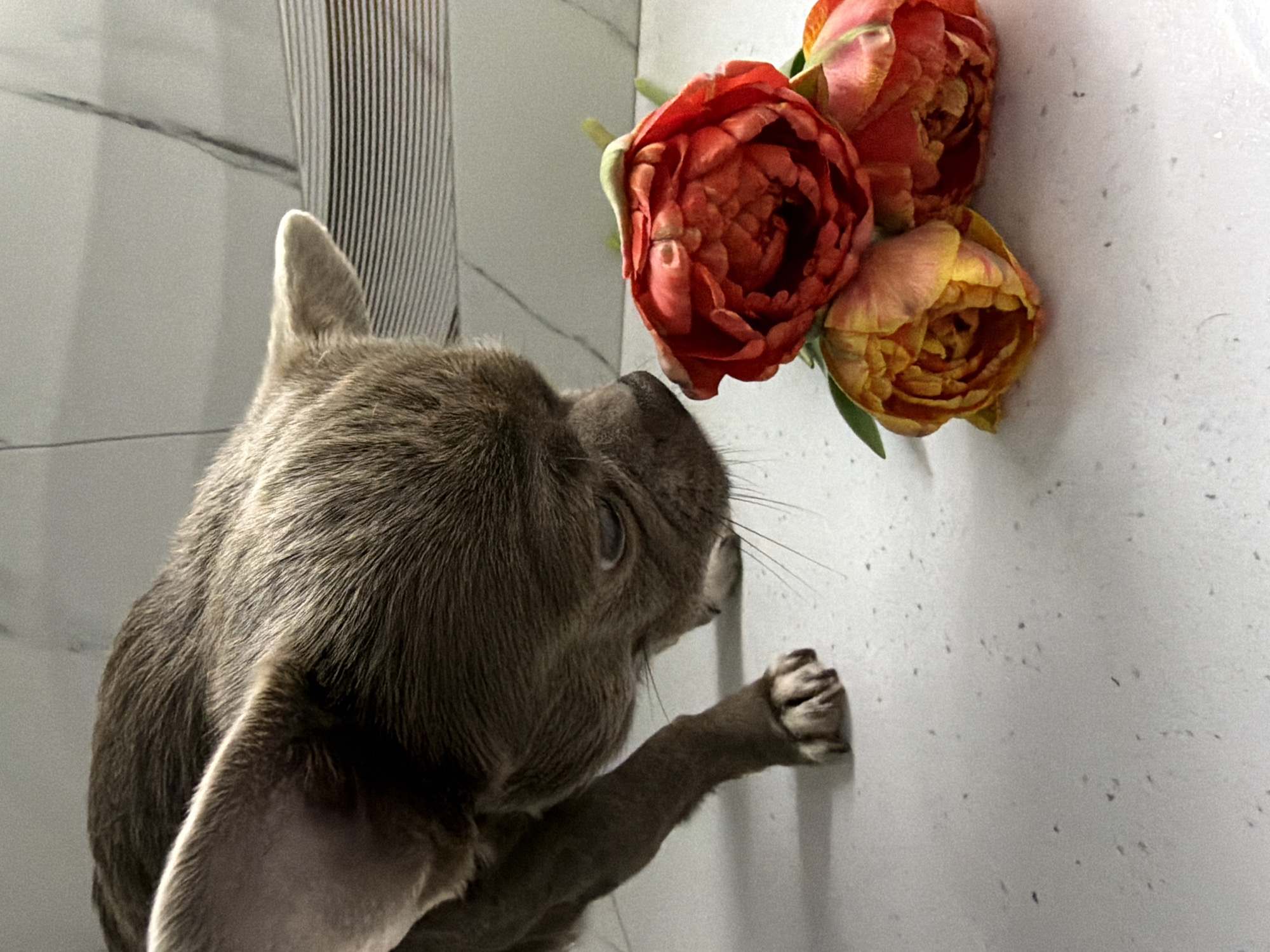 A gray-brown dog is reaching up with its right paw towards a cluster of three tulips affixed to a white wall with a speckled texture. The tulips are various shades of red and yellow. The wall has a marbled section to the left of the flowers. The location is not discernible from the image.