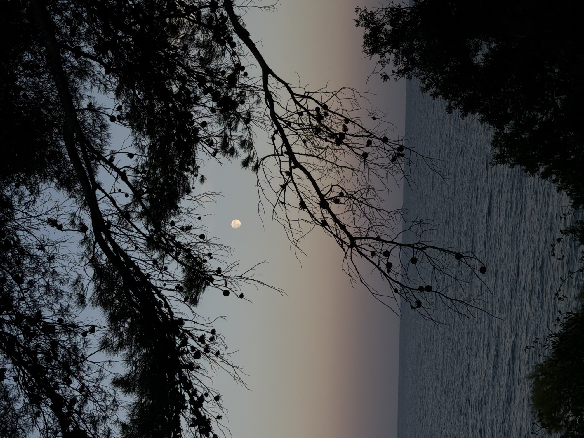 The image depicts a twilight scene over the Mediterranean Sea, likely near the coast of Mont-roig del Camp, Spain. In the foreground, silhouetted pine branches with visible pinecones stretch across the upper portion of the frame, some reaching down towards the water. The sea occupies the middle ground, its surface rippled by a gentle breeze. The horizon line is clearly defined where the sea meets the sky. The sky transitions from a pale blue at the top to a gradient of soft pinks and purples closer to the horizon, indicating the setting or rising sun. A full or nearly full moon is visible in the upper left quadrant of the sky. On the right side of the frame, the silhouette of dense foliage, possibly more trees or bushes, is present. The overall atmosphere is serene and natural. There are no people or specific landmarks visible.