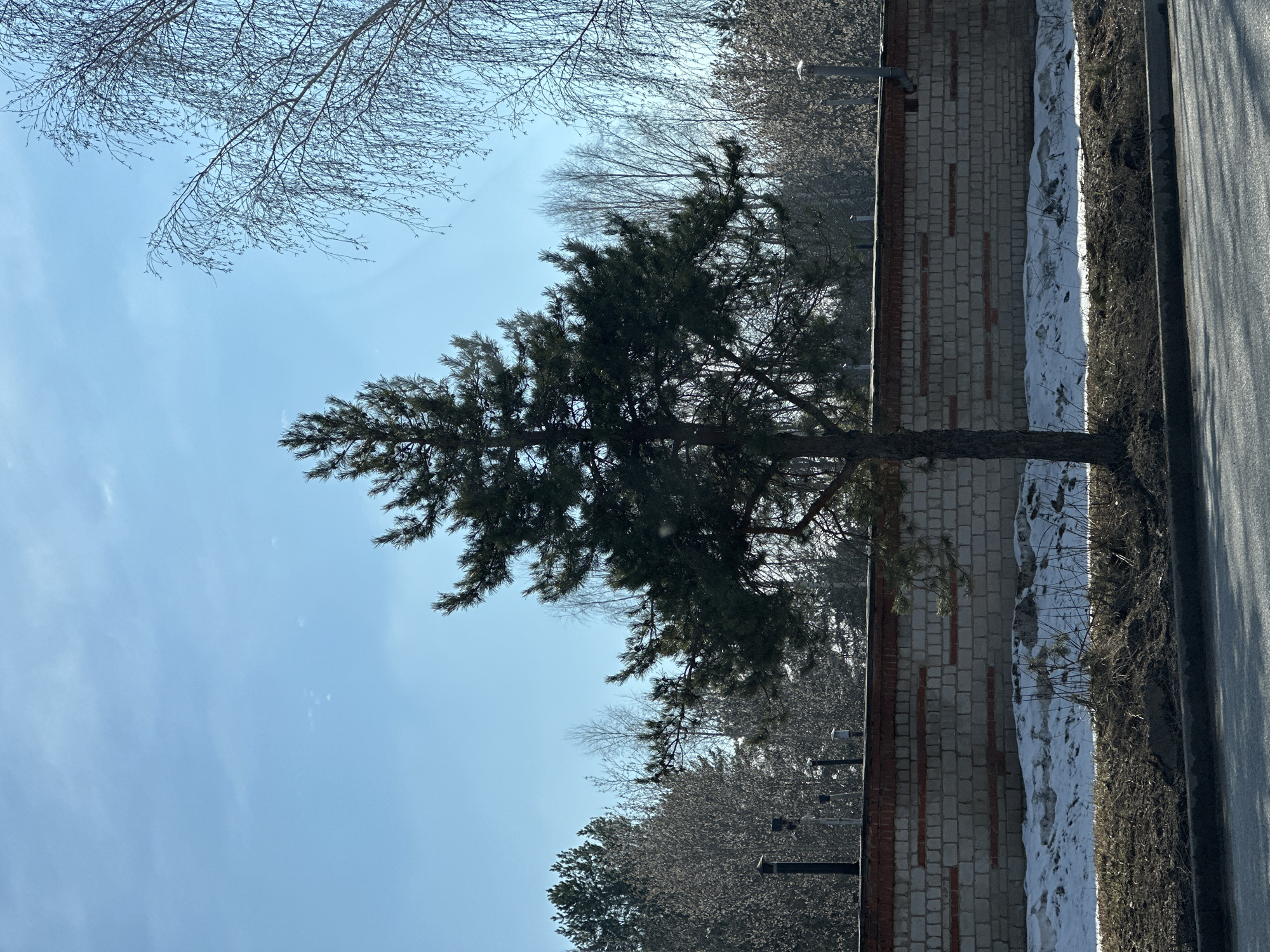 The image captures a scene in what appears to be a transitional season (late winter or early spring) near a road in Chaikovsky, Russia. Along the road edge, there's a narrow strip of dirt and dead vegetation, partially covered with melting snow. A grey asphalt road borders the vegetation. Adjacent to the road, a brick wall runs parallel. The bricks are pale grey with red brick accents.
In the foreground, a young evergreen tree stands next to the wall. Above, the sky is a clear blue with some wispy clouds. Bare branches from deciduous trees are visible against the sky. In the background, beyond the brick wall, there's a line of trees, mostly bare, with some evergreens interspersed.