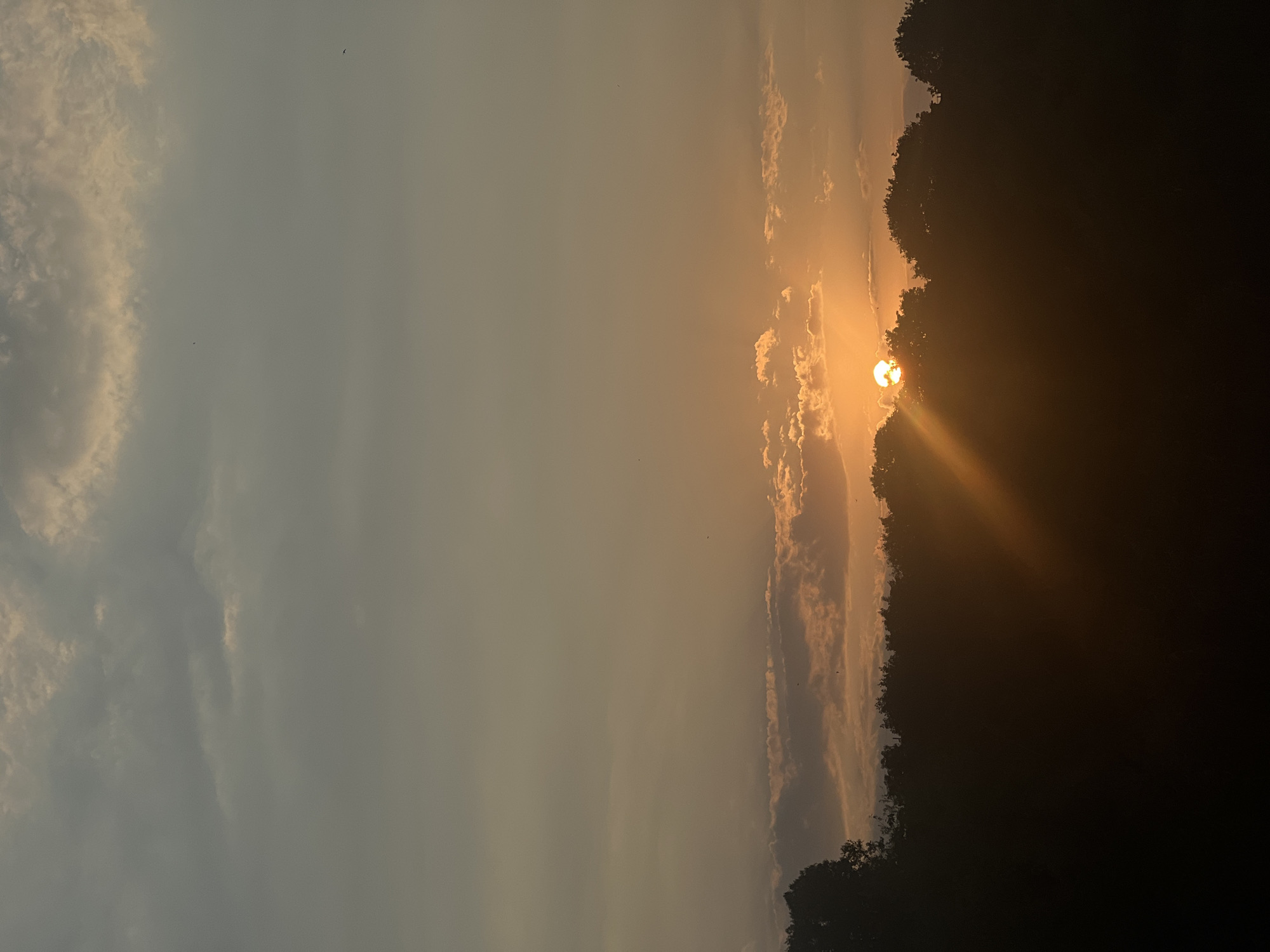 The image depicts a sunset over a silhouette of trees. The sun, partially obscured by clouds and tree branches, casts a warm orange glow across the sky. Rays of sunlight emanate from behind the trees, creating a dramatic effect. The sky is a gradient of colors, from a pale yellow near the horizon to a muted grey at the top of the frame. The trees form a dark, dense line across the bottom of the image, with their tops reaching into the lower portion of the sky. A few small birds are visible as dark specks in the sky. The overall impression is one of a peaceful and serene natural landscape. The image is undated and the location is not specified.