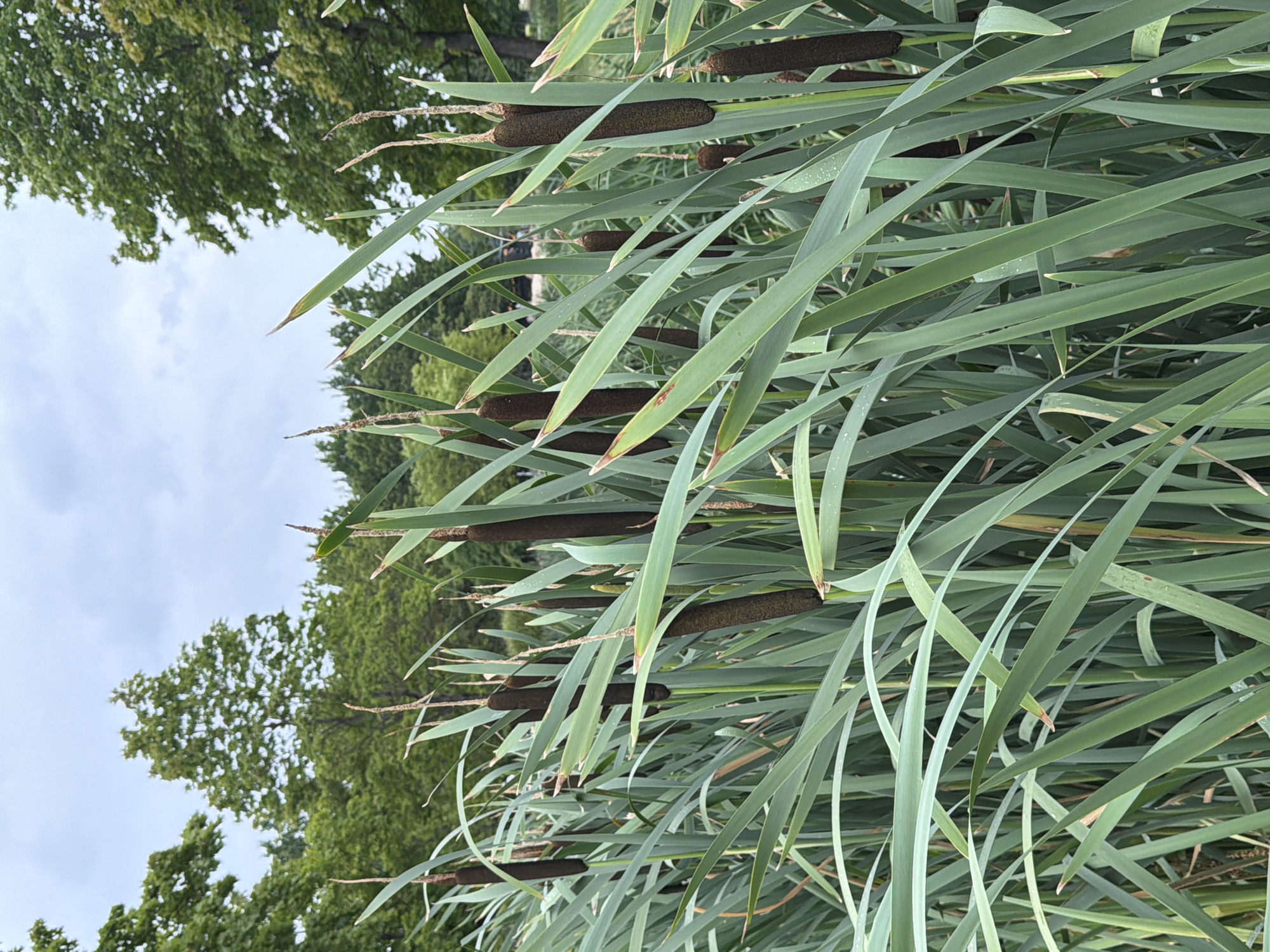 This is a photograph of cattails in a park, likely in Riga, Latvia, given the context. The foreground is dominated by a dense stand of cattails with their characteristic brown, cylindrical seed heads. The long, green, blade-like leaves of the cattails create a lush, naturalistic scene. In the background, blurred trees and a cloudy sky are visible, suggesting an outdoor setting. The overall impression is one of natural beauty within an urban park environment.
