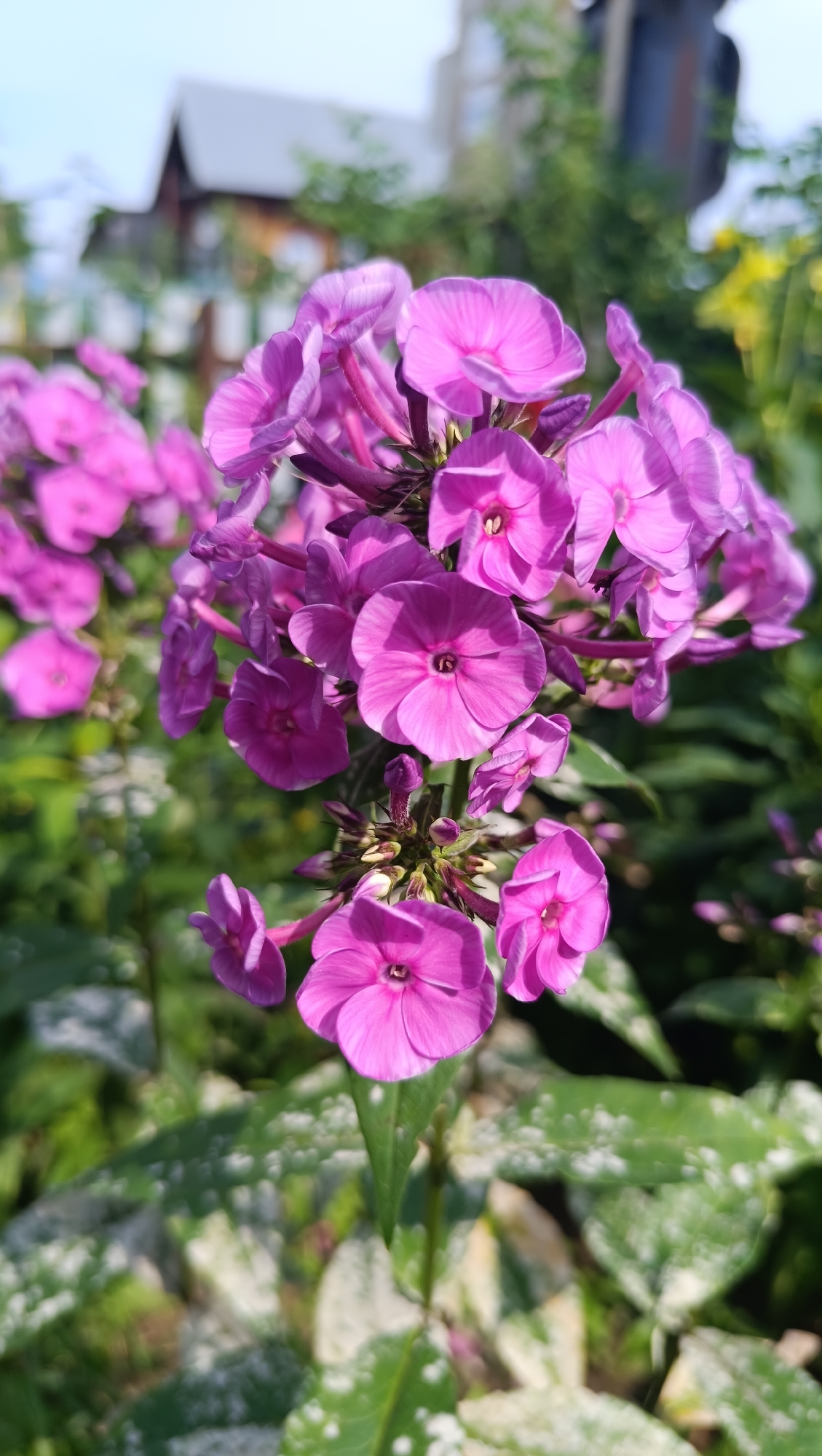 A close-up, vertical, eye-level shot captures a cluster of vibrant pink phlox flowers in bloom. The flowers are the primary subject, with their petals facing the viewer. The background is softly blurred, showing hints of green foliage, a wooden fence, and the eaves of a building. The lighting suggests it is daytime with the sun illuminating the scene from the side. The image appears to have been taken in a garden setting. There are no people or animals visible.
