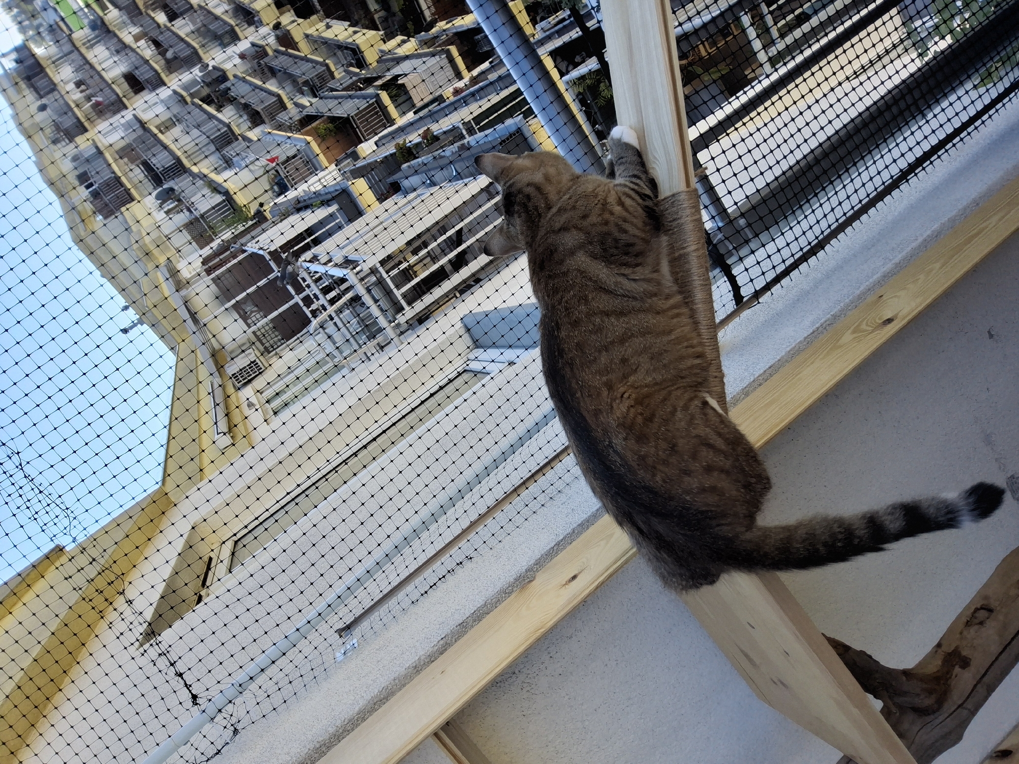 A tabby cat with a striped tail and white paws is perched on a wooden platform. The cat is facing away from the camera, looking out at a city view. The background shows a multi-story building with balconies, viewed from above. A black mesh net is in the foreground, obscuring parts of the scene. The image appears to be taken from a high vantage point, possibly a balcony or rooftop. There is no information in the image to suggest the location is Warsaw, Poland.