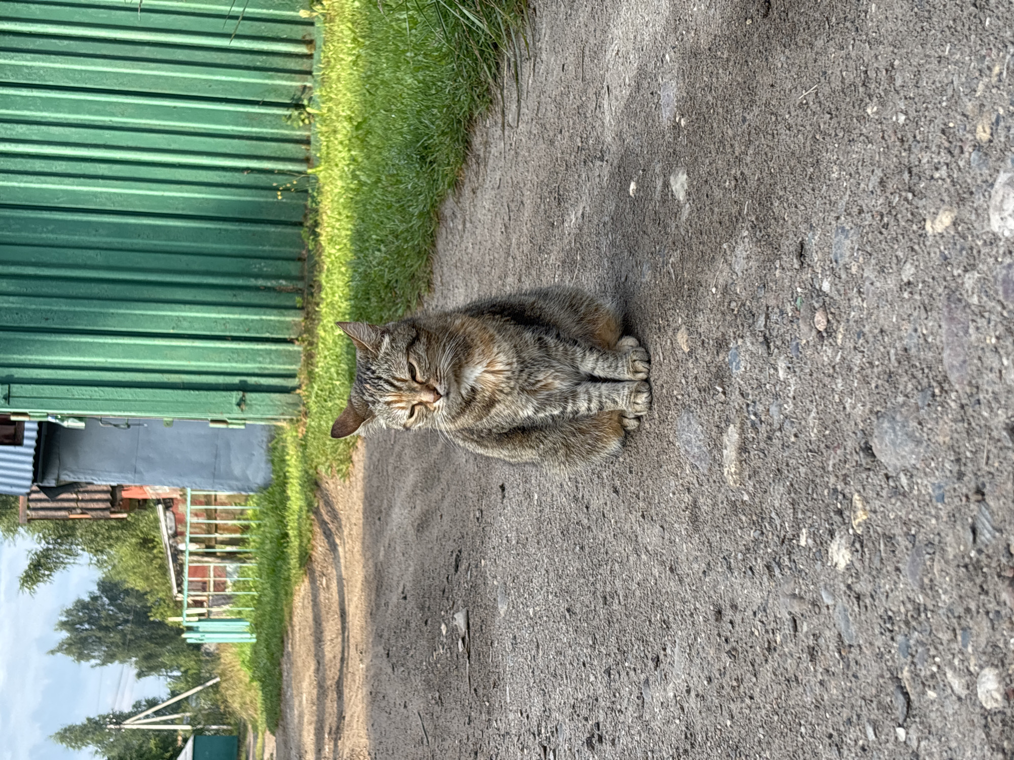 A tabby cat sits on a dirt road in front of a green corrugated metal fence in a rural area. The cat is facing forward with its eyes partially closed. The road is made of gravel and dirt, with some small stones and debris visible. To the left of the road, there is a grassy area and a light blue fence. In the background, there are houses and trees. The scene appears to be in the village of Semibratovo, Russia, given the style of buildings and fencing. The lighting suggests it is daytime, likely in the morning or afternoon, with sunlight casting shadows on the road. There are no people visible in the image.