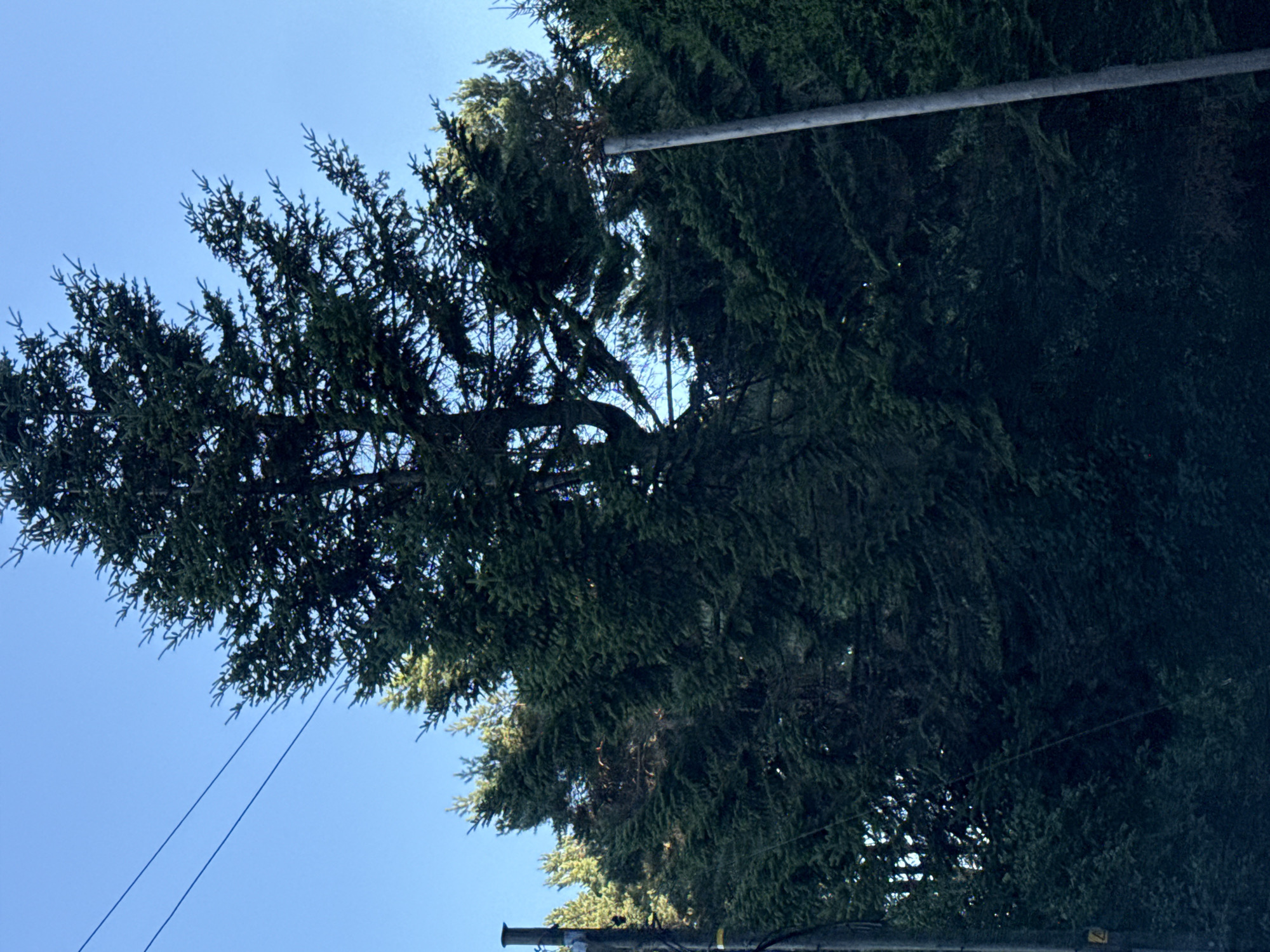 The image shows a tall evergreen tree with dense foliage, set against a clear blue sky. The tree is partially obscured by other trees and vegetation. Two utility poles are visible on the left and right sides of the frame, with power lines stretching across the top of the image. One pole on the left has a yellow marker near its base. The overall scene suggests an outdoor setting, possibly a park or a residential area with mature trees. The location is specified as Tallinn, Estonia.