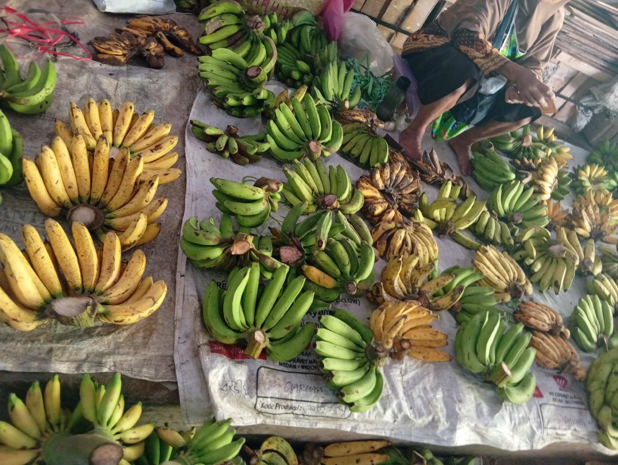 A top-down, close-up shot captures a vibrant display of assorted bananas at a market stall in Plempukankembaran, Indonesia. The bananas are arranged in large bunches, varying in color from bright yellow to a deep green, indicating different stages of ripeness. Some of the yellow bananas show slight brown spotting, suggesting they are fully ripe and sweet. They are spread across a rough, greyish-white tarp that covers a wooden surface. Several bundles of green bananas are prominently featured, their unripe state evident. A person's legs and feet, clad in dark shorts and a patterned fabric sarong, are visible on the right side of the frame, suggesting they are tending to the stall or interacting with a customer. The overall impression is one of abundance and freshness, typical of a bustling local market.