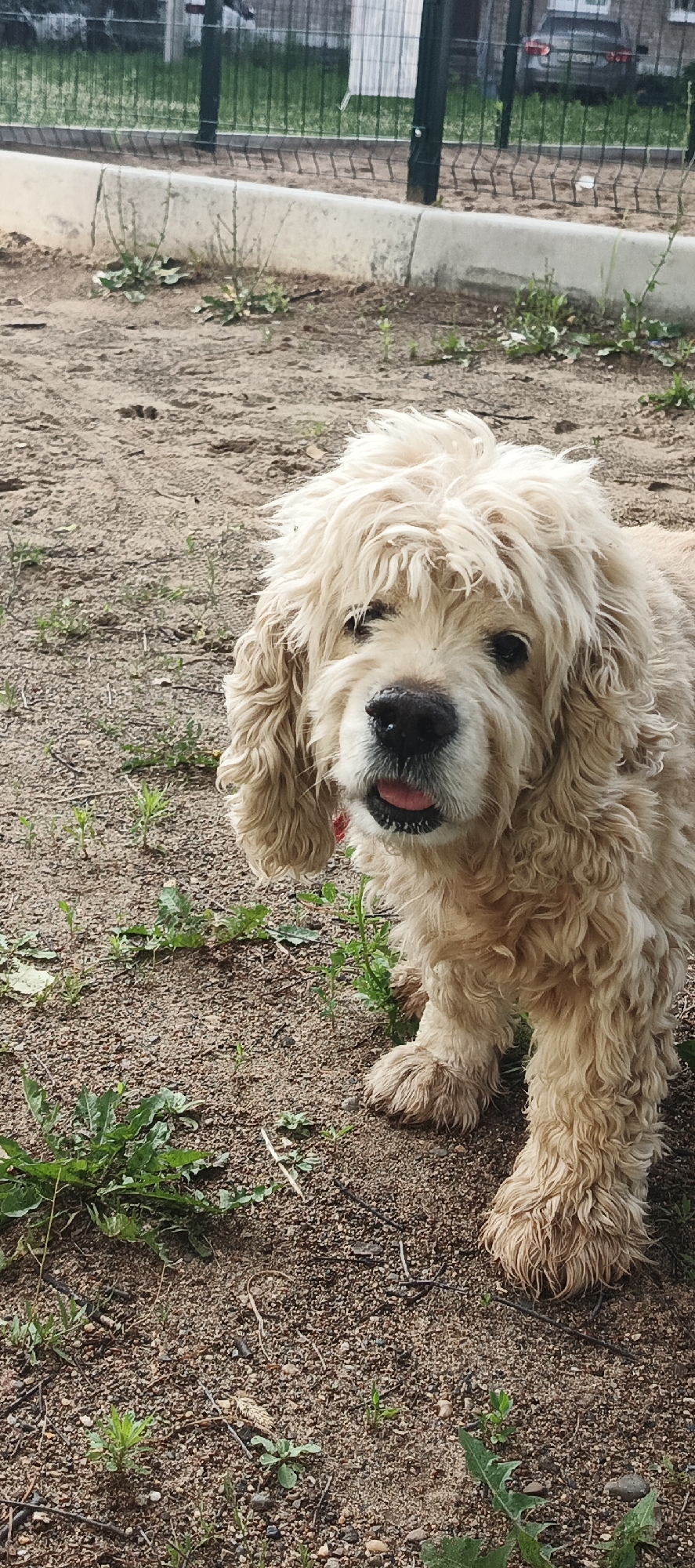 A cream-colored dog with curly fur is standing on a dirt ground with scattered green weeds. The dog is facing the camera with its mouth slightly open and tongue visible. In the background, there is a fence with a grassy area behind it and a building with a parked car. The overall scene appears to be an outdoor environment, possibly a park or yard, in the city of Chaikovsky, Russia.