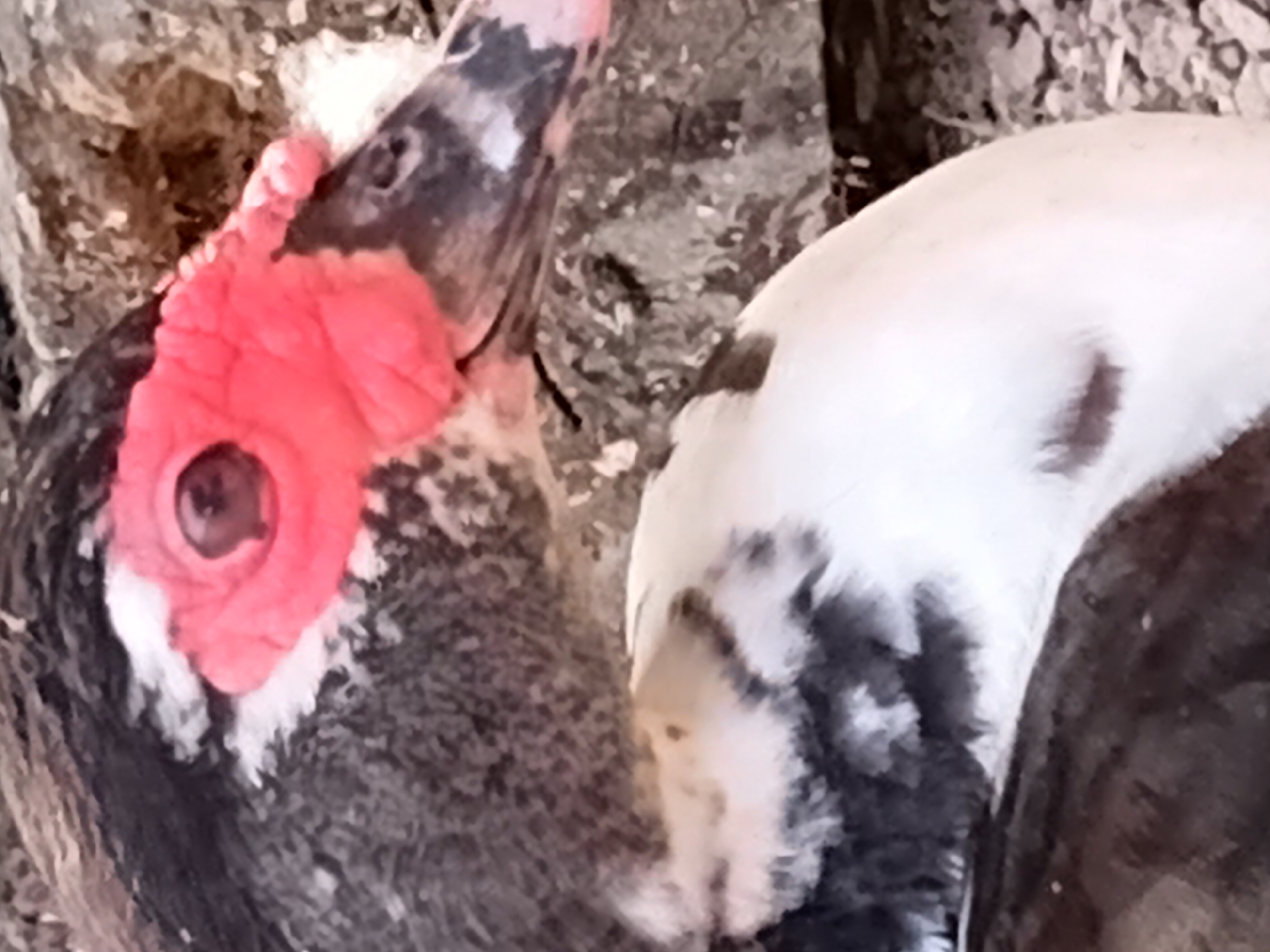 This is a close-up, medium-shot, eye-level, outdoor photograph of the head and upper body of a Muscovy duck. The duck's head is black with a striking bright red warty facial caruncle and a dark eye. White feathers are visible around its eye and beak, which is black and pink. The duck's body is predominantly white with patches of black feathers on its neck and upper chest. The background consists of rough, gray rocks, suggesting a natural or semi-natural environment. The image quality is somewhat grainy, with a shallow depth of field that blurs the background. The photograph does not provide any information about the specific location within Margo Rukun, Indonesia.