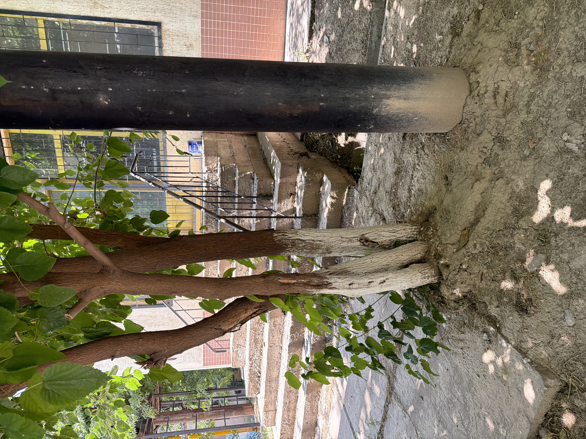 A medium shot captures an outdoor scene in Shymkent, Kazakhstan, featuring a multi-trunked tree with whitewashed lower trunks positioned in the foreground to the left. The tree has green leaves and is casting dappled shadows on the concrete ground. To the right of the tree is a large, dark, cylindrical object, possibly a pipe or column, with a weathered surface showing lighter colored dust near its base. Behind the tree and pipe, a set of concrete stairs ascends towards a building. The building has a light-colored facade with textured walls and windows that are covered with dark metal grates. A portion of the building's lower wall is clad in light pink tiles. A small blue paint can is visible on one of the steps. The ground surrounding the base of the tree and the stairs is uneven, composed of soil and debris. The scene suggests an urban setting, possibly a residential area or a public space.