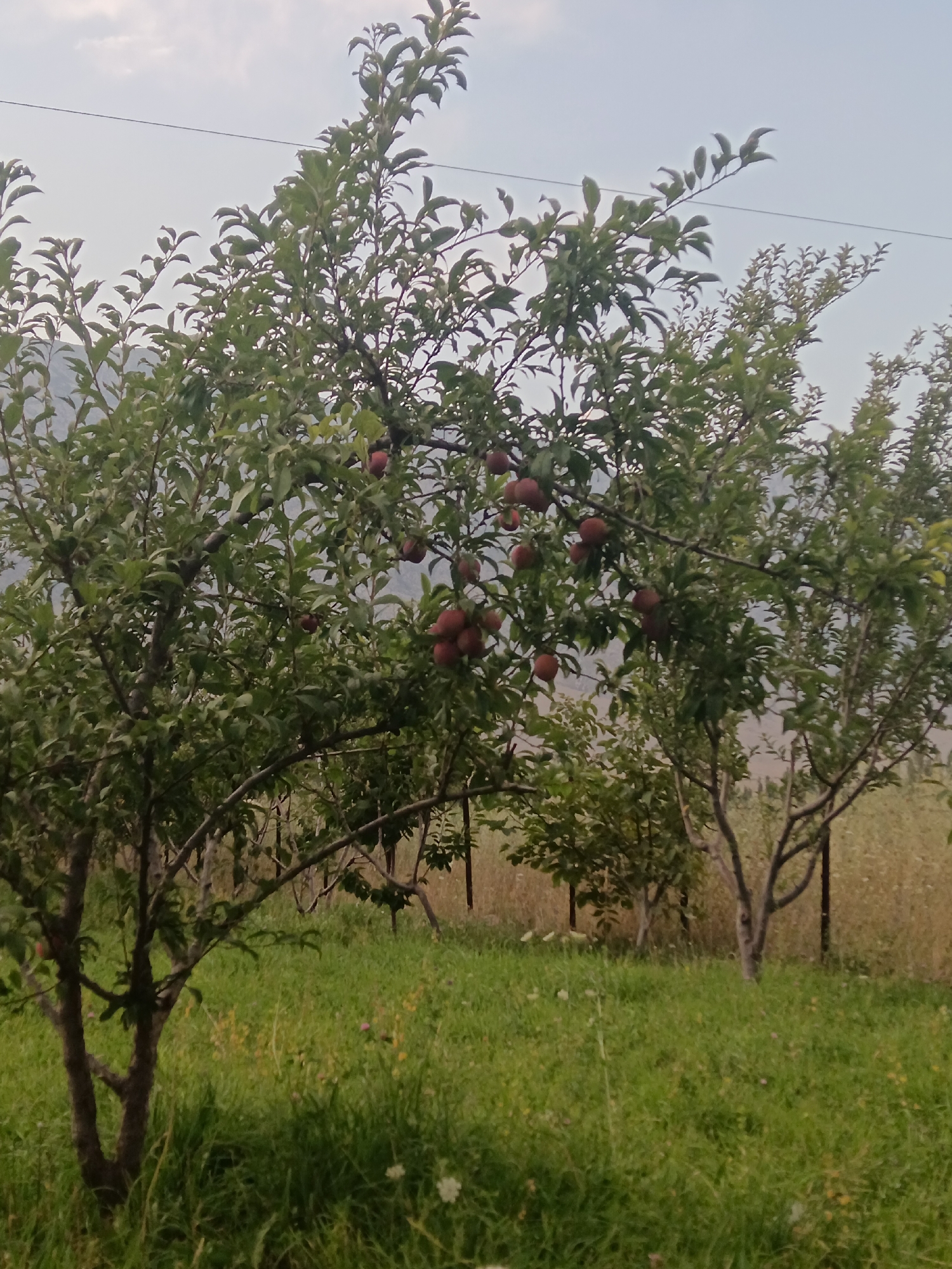 The image depicts an orchard scene in Кош-Дөбө, Kyrgyzstan. In the foreground, a tree laden with reddish-purple fruit, possibly plums or apples, stands prominently. Its branches are visible, covered in green leaves, and several fruits are clustered together. To the right, another tree with similar characteristics is partially visible. The ground is covered in lush green grass with some dry vegetation and scattered wildflowers. In the background, more trees are present, along with a faint outline of mountains under an overcast sky. A thin, dark wire stretches horizontally across the upper portion of the image. The scene is peaceful and suggestive of a rural setting.