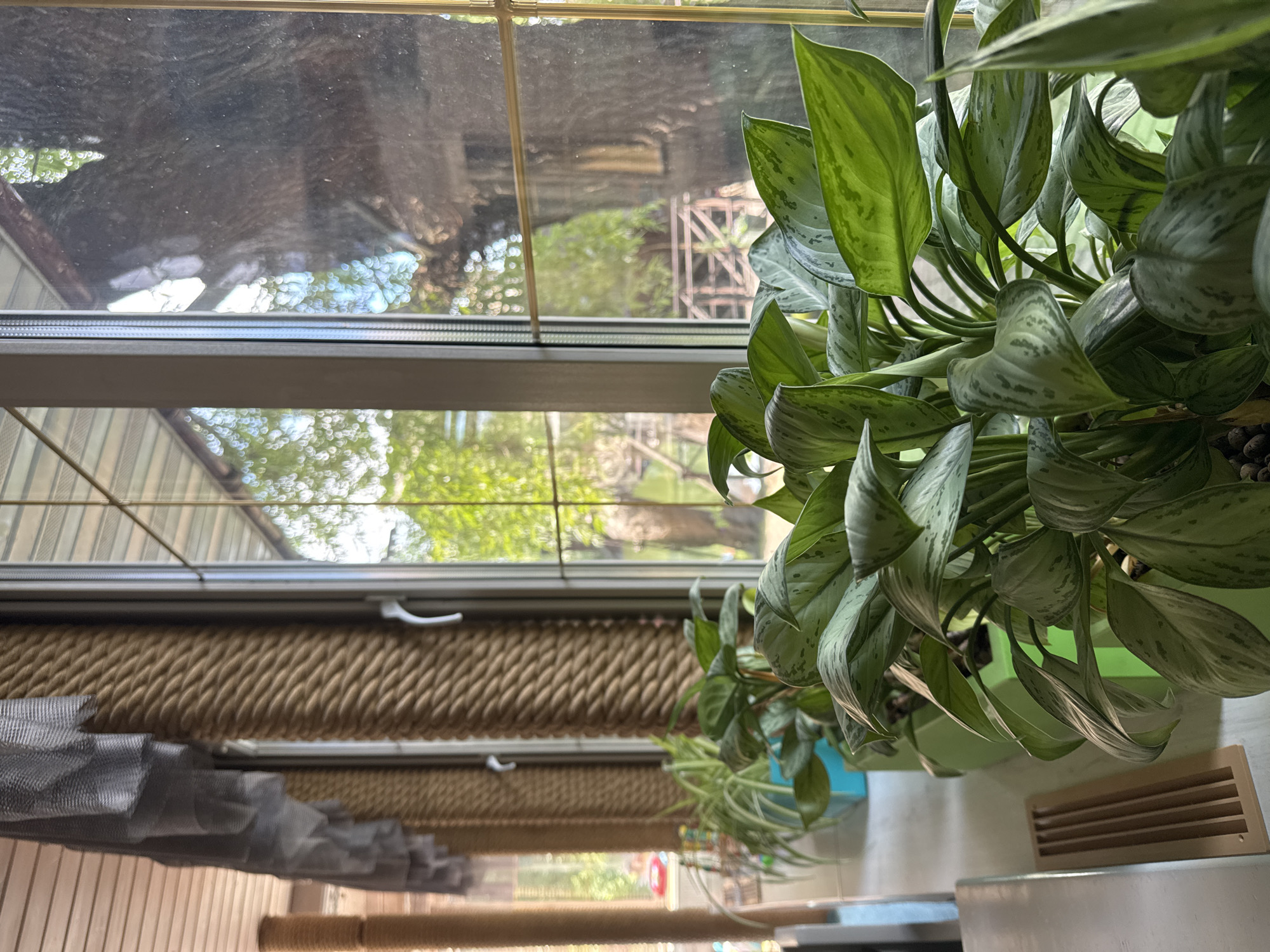 The image depicts an interior view of a room with a large window overlooking an outdoor scene. Several potted plants are arranged on a windowsill in the foreground. The plants have large, green leaves with lighter green or silvery markings. They are housed in green planters, with one visible blue planter behind them.
The window is divided by vertical and horizontal mullions, with a gold-colored frame. Through the window, trees and foliage are visible, suggesting a natural or park-like setting. The outdoor environment appears bright with dappled sunlight. A large tree trunk is prominent in the right side of the window's view.
Inside, the room features wooden paneling on the ceiling and a large, thick rope-wrapped pillar or column to the left of the window. A piece of decorative fabric or material, possibly a curtain or valance, is draped above the rope-wrapped column. Another rope-wrapped column is visible further to the left. A wooden vent is situated on the surface below the windowsill, to the left of the plants. The overall impression is a well-lit space with natural elements and a view of greenery. The location is identified as Sovkhoza imeni Lenina, Russia.