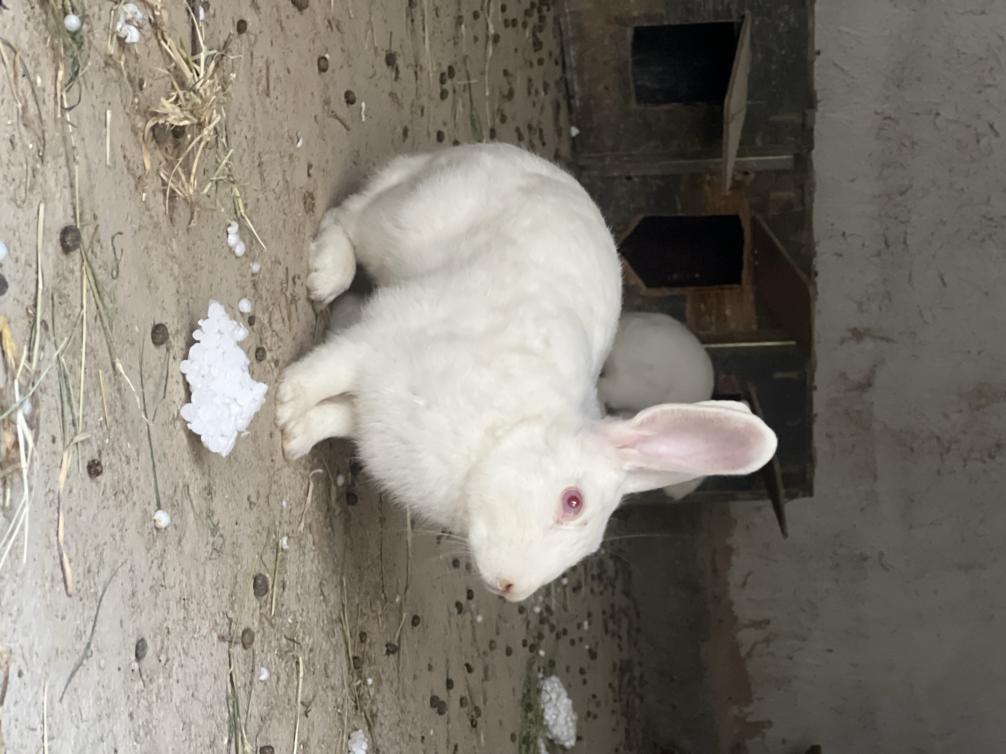 A white rabbit with red eyes is sitting on a dirt floor. The rabbit is facing to the right. In the background, there is another white rabbit. The environment appears to be an enclosure, possibly a hutch, with wooden structures in the background. There are small dark droppings scattered on the ground, along with some dry grass and small white pellets. The image appears to have been taken in Karamanas, Uzbekistan.