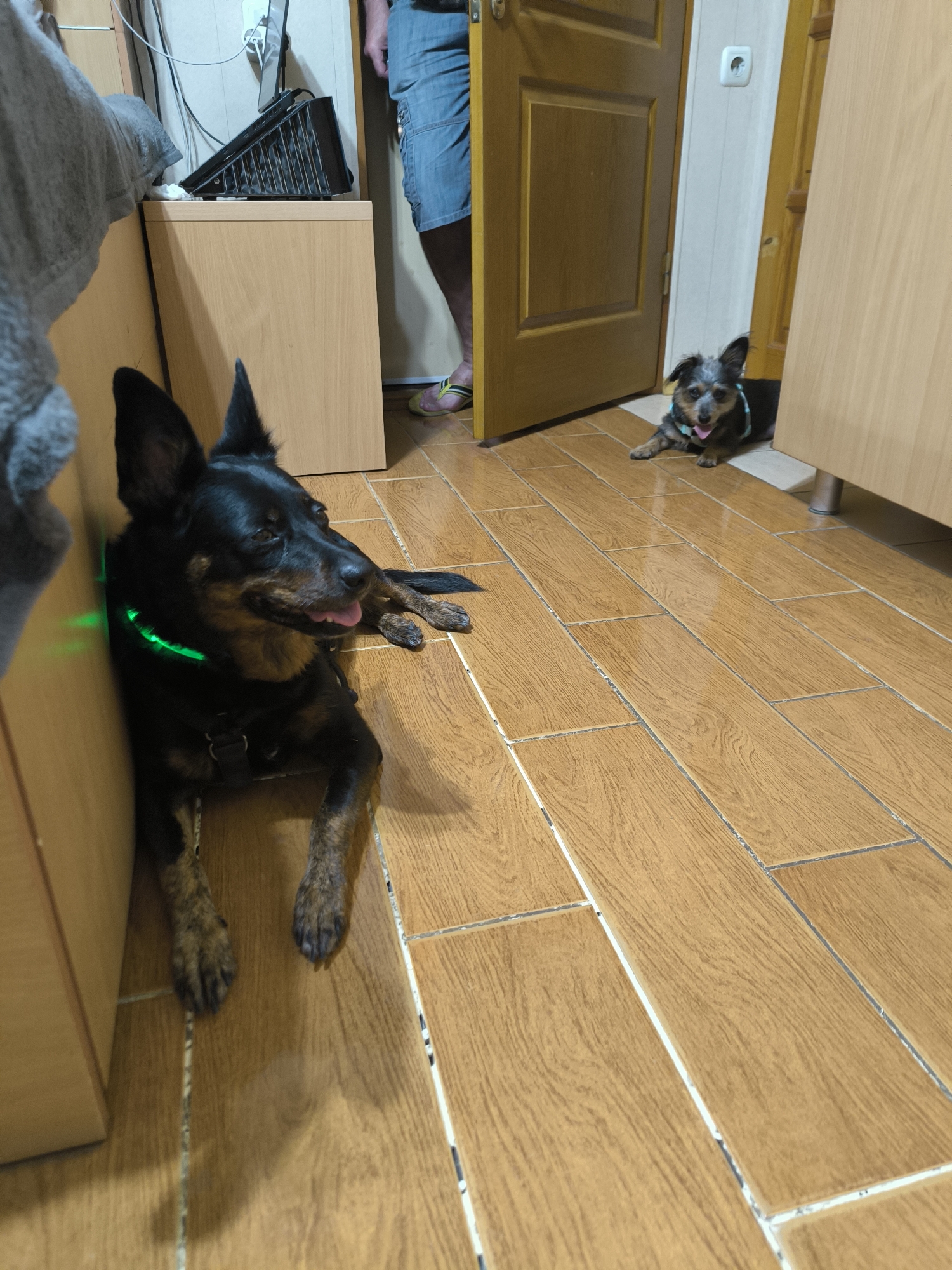 Two dogs are in a room with wooden floors. The dog in the foreground is black and tan with a green collar and is lying down. The dog in the background is smaller, gray and black, and is also lying down near an open doorway. A person wearing blue shorts and a gray shirt is visible through the doorway. Wooden furniture is present in the room. The scene is likely an interior of a residential or commercial space.