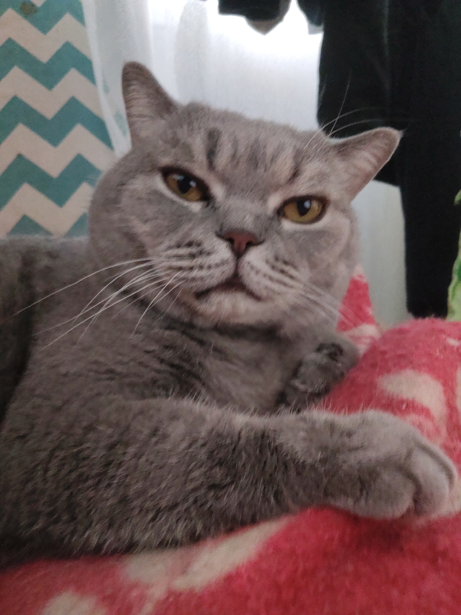 A close-up, eye-level indoor shot focuses on a grey cat with short, dense fur and amber eyes. The cat, likely a British Shorthair, is centered in the frame, looking directly at the camera with a somewhat serious or slightly unimpressed expression, its mouth slightly downturned, and ears subtly pulled back. It is resting or lying comfortably on a plush red and white patterned blanket or cushion, with one of its front paws visible and relaxed on the fabric. In the softly blurred background to the left, a light blue and white chevron patterned fabric or curtain is visible. To the right, behind the cat's head, a dark, indistinct fabric item, possibly clothing, can be seen. The ambient lighting suggests it is daytime indoors. No text is visible in the image.