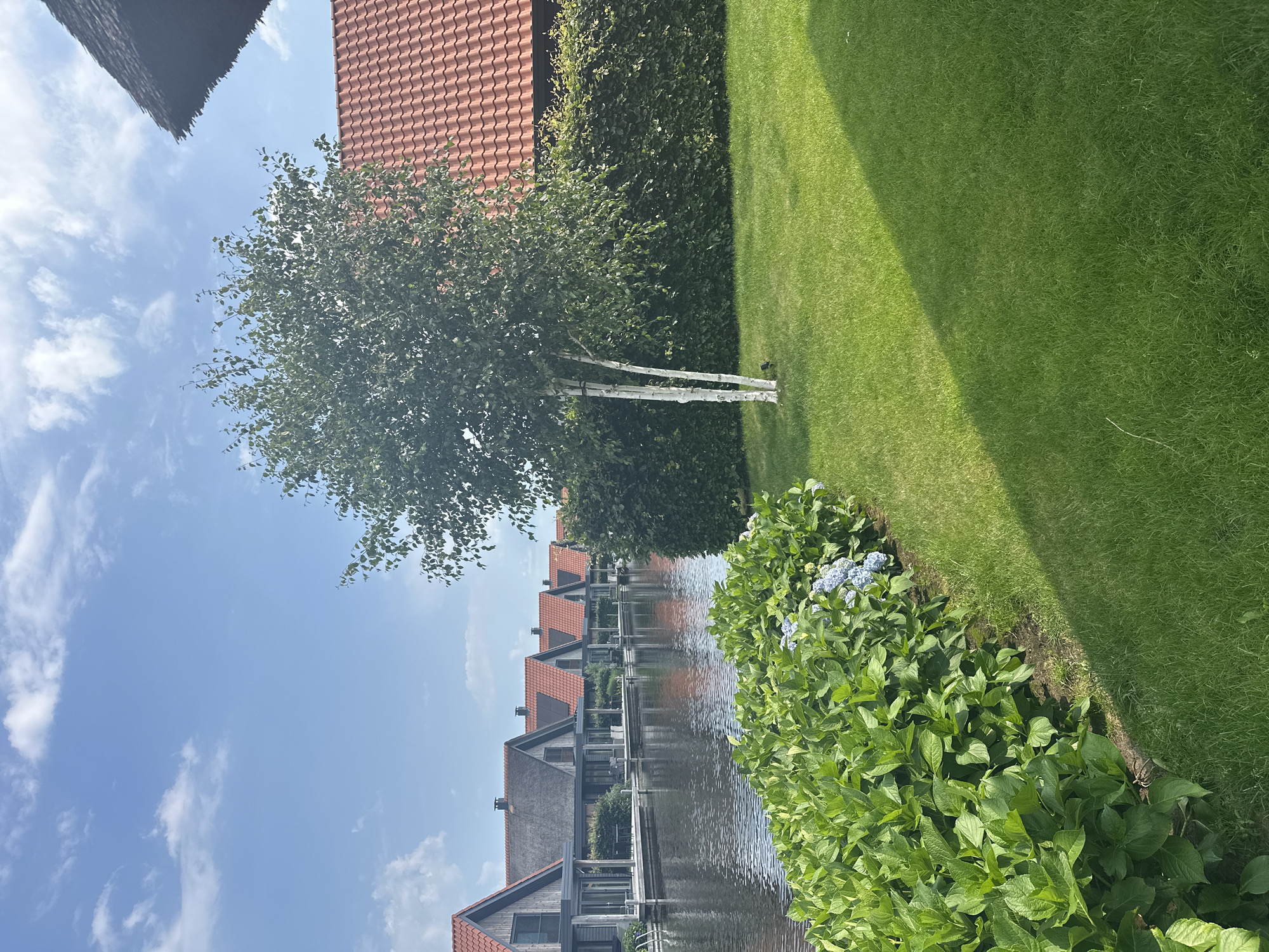 The image depicts a row of modern waterfront houses in Ossenzijl, Netherlands, featuring red-tiled roofs and grey facades. The houses are situated along a calm canal. In the foreground, a lush green lawn is bordered by a dense hedge and a vibrant hydrangea bush with some light blue flowers. A slender birch tree with white bark stands on the lawn, casting a shadow. The sky above is a clear blue with scattered white clouds. The scene suggests a serene residential area by the water.