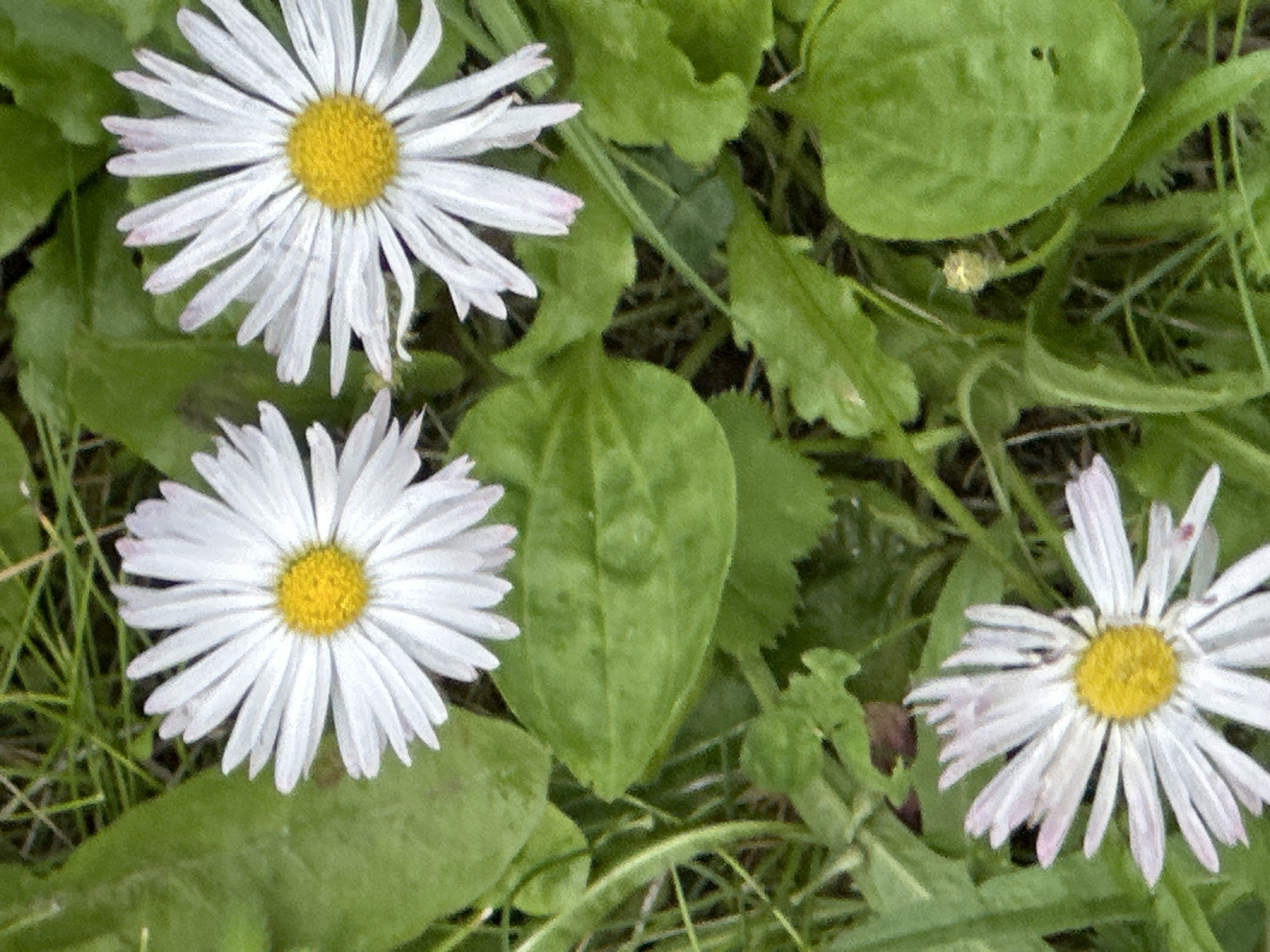 The image depicts a close-up view of a patch of grass with several daisies and some broad green leaves. The daisies are white with yellow centers. One daisy is in the upper left, another in the upper right, and a third is in the lower left. There is also a closed bud visible in the lower right of the frame. The background is green grass. The lighting appears natural, suggesting an outdoor scene. There are no people or animals present, and no discernable actions or interactions are occurring. The environment suggests a garden or a natural outdoor space. The location is specified as Podolsk, Russia.