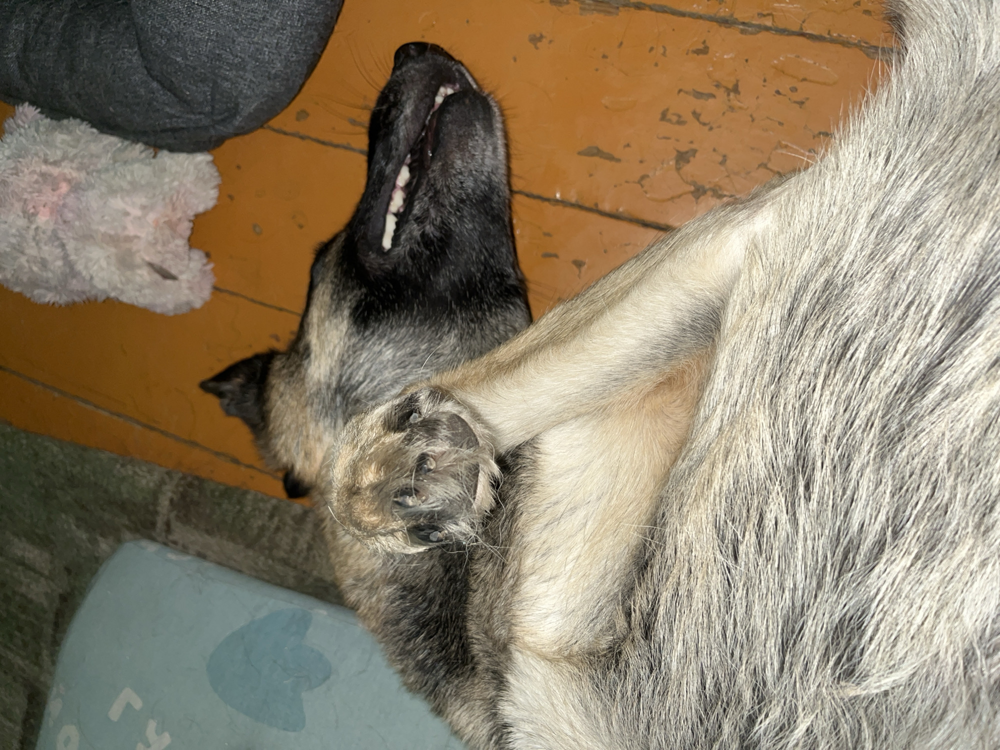 A dog is lying on its back on an orange wooden floor, with its mouth open and teeth visible. The dog appears to be a medium-sized breed with tan and grey fur. It is covering its face with its paw, and its eyes are closed, suggesting it is asleep or resting. To the left of the dog is a light blue pillow with a white abstract design. To the upper right of the dog, a light pink plush toy is visible, and to the far right, a dark grey object, possibly a dog bed or cushion, is partially visible. The background appears to be a room with wooden flooring. There is no indication of the city of Nizhny Tagil, Russia in the image.
