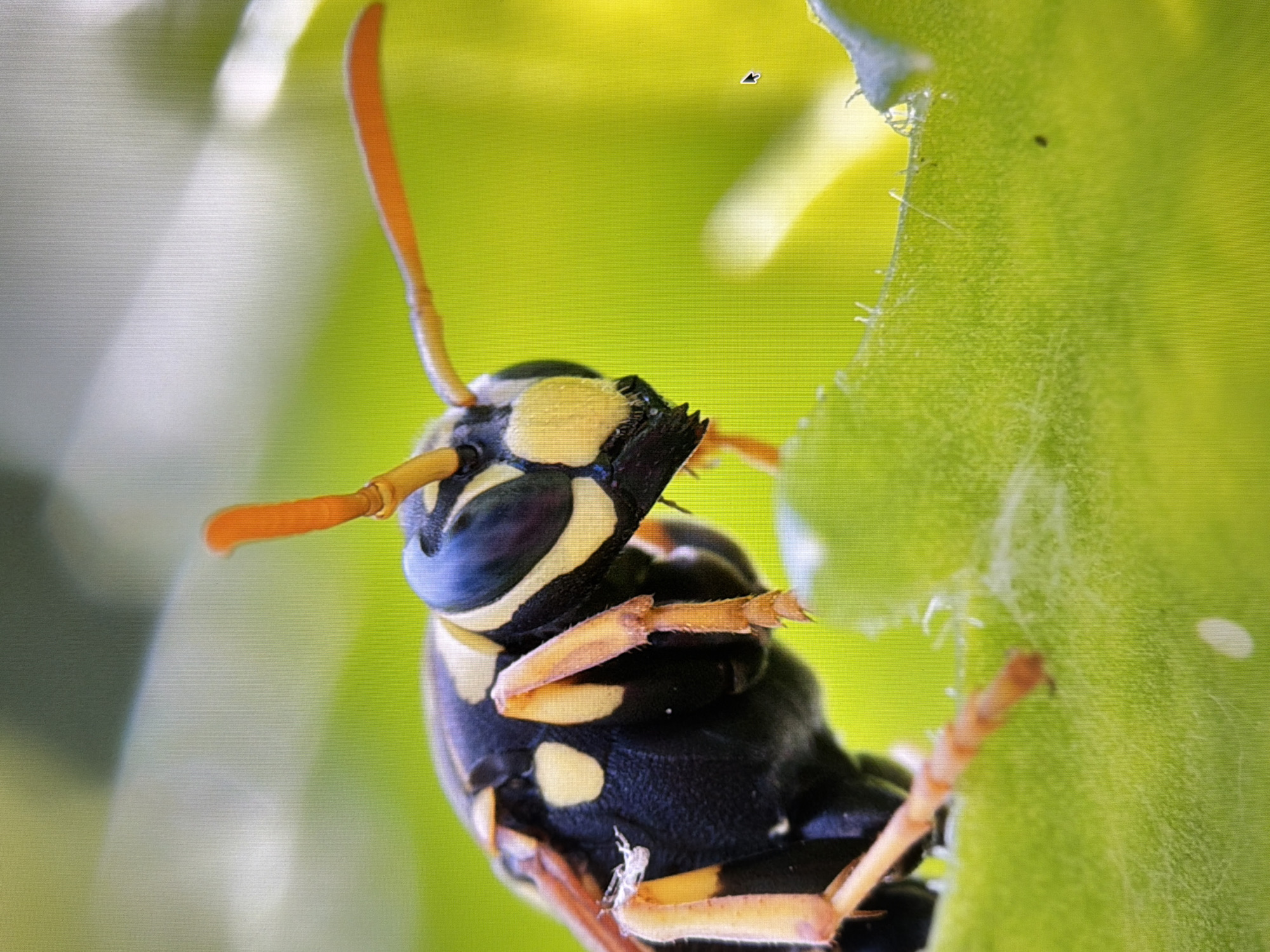 The image is a close-up, macro photograph of a wasp perched on a bright green leaf. The wasp is predominantly black with yellow markings on its body, head, and legs. Its antennae are orange and extend upwards and outwards. The background is a soft blur of green and yellow, indicating a natural outdoor setting. There is no indication of any specific location within the city of Kyiv, Ukraine, as the scene is devoid of any recognizable urban landmarks or features. The image focuses solely on the insect and its immediate environment.