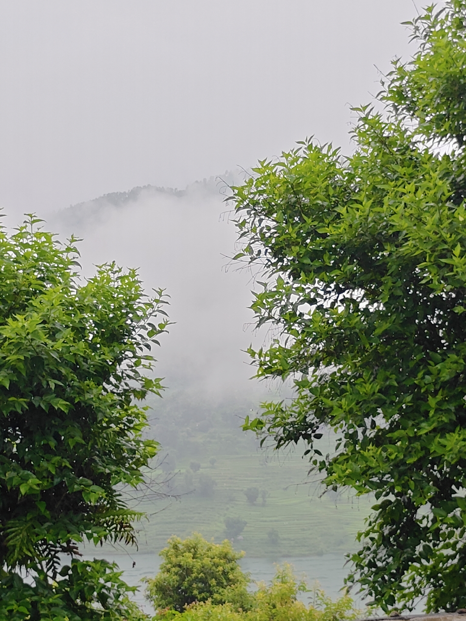 The image depicts a misty landscape with lush green trees in the foreground. The trees frame a view of rolling hills covered in dense foliage and possibly terraced fields. A body of water, likely a lake, is visible in the mid-ground. The sky is overcast, contributing to the hazy and serene atmosphere. The scene appears to be a natural vista, potentially a viewpoint overlooking a valley or a lake in the city of Pokhara, Nepal. There are no people or specific man-made objects clearly identifiable.