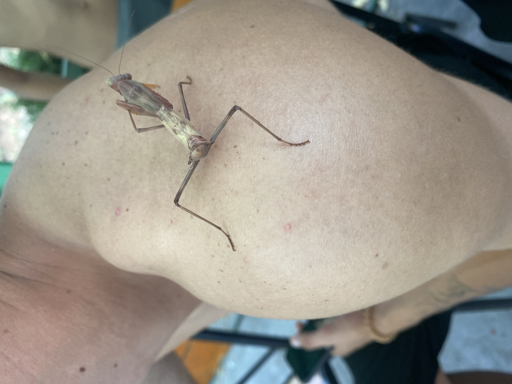 An adult female praying mantis with a tan and brown exoskeleton rests on the bare shoulder of a person. The mantis's long, slender legs are spread out, with its front two legs positioned above its head. The person's skin is lightly tanned and shows several small moles and some minor redness. The background is blurred, suggesting an outdoor setting with some greenery and hints of other people. The image is tightly cropped, focusing on the mantis and a portion of the person's upper body.