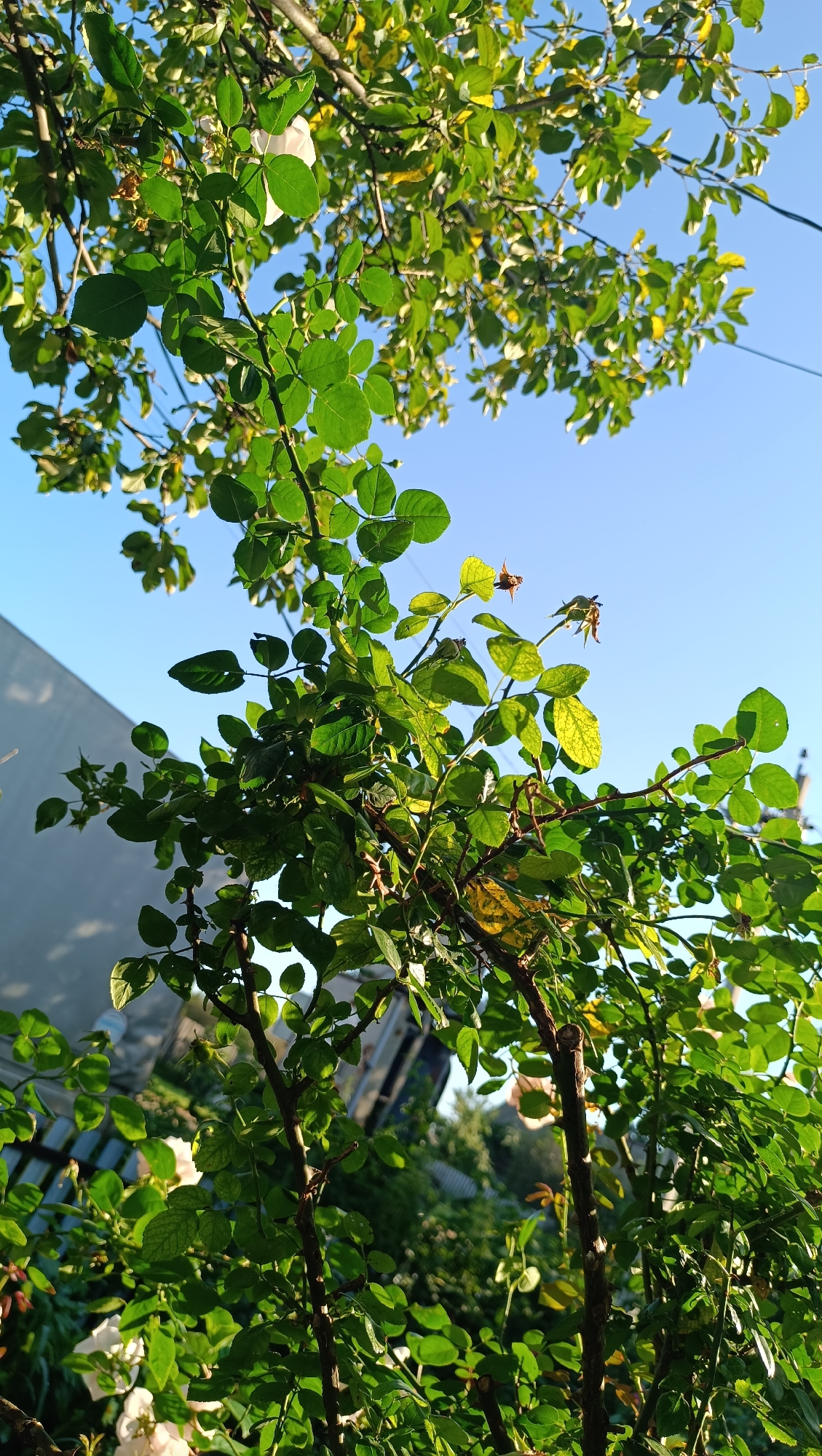 This is a low-angle, close-up, eye-level shot of a rose bush with bright green leaves and thorny branches against a clear blue sky. The sunlight filters through the leaves, creating highlights and shadows. In the background, a light-colored building and a dark, blurred structure, possibly a fence or a vehicle, are visible, suggesting an outdoor, possibly domestic, setting. There are no people or animals present in the image. The focus is on the natural elements of the rose bush and the sky. The location of Karsha, Russia, is not visually evident from the image itself.