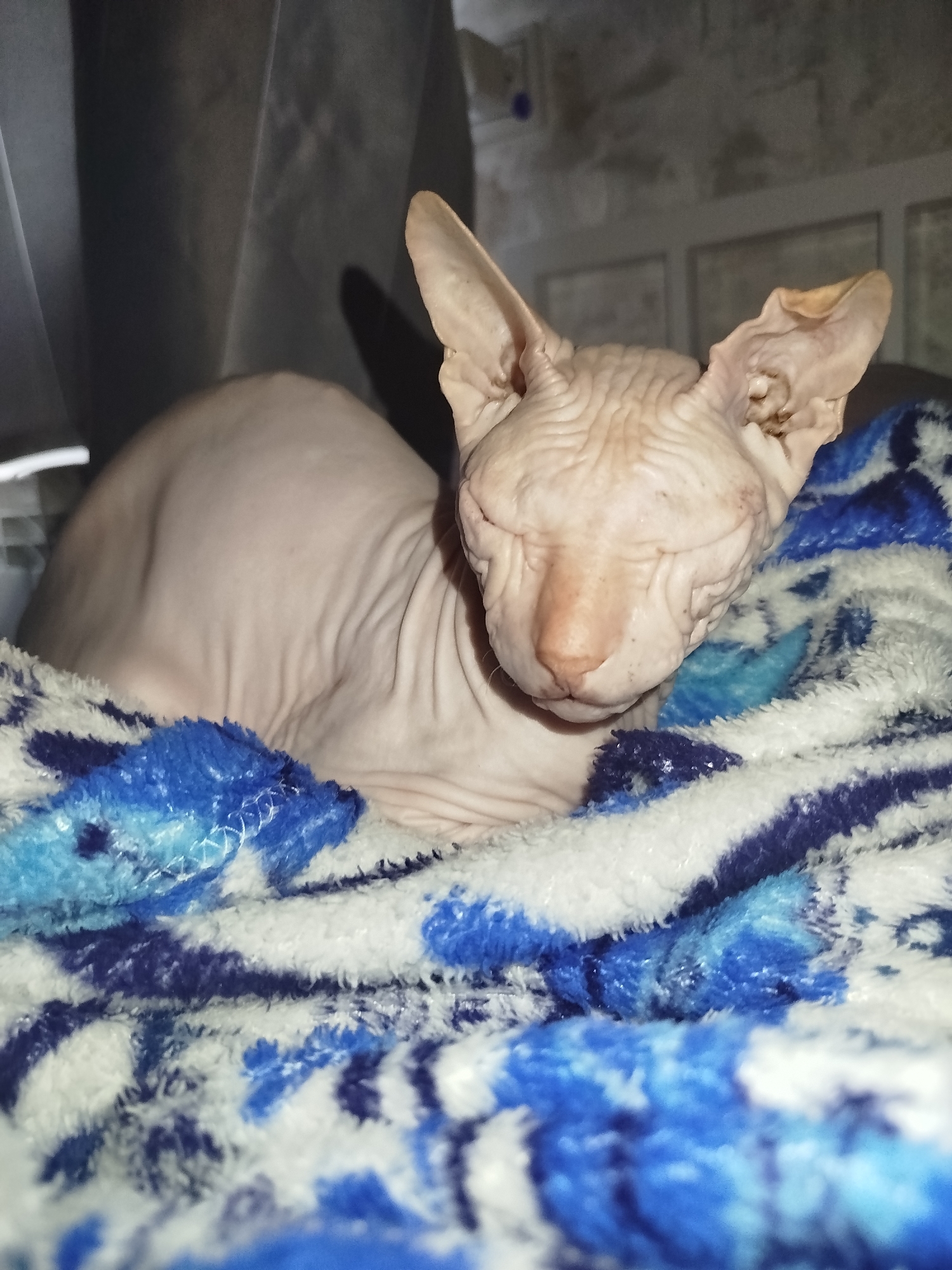 The image shows a close-up of a hairless cat, likely a Sphynx breed, sleeping on a blue and white patterned blanket. The cat has wrinkled skin and large ears. The background is dimly lit and appears to be indoors, possibly a home environment. There is no visible information in the image that would indicate its location in the city of Zavodoukovsk, Russia.