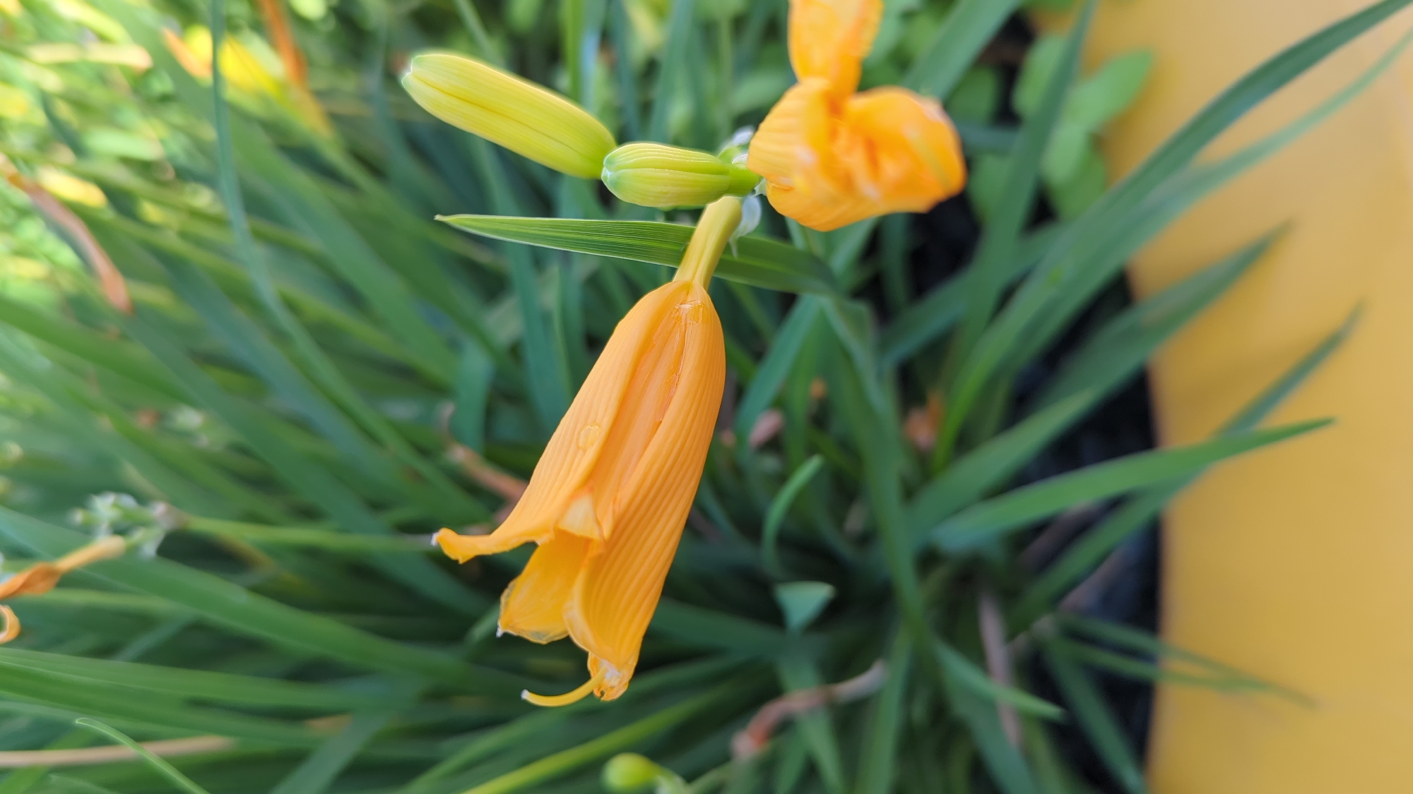 An orange daylily bud, partially unfurled, is the primary subject of this close-up, vertical, outdoor photograph. The bud is oriented horizontally, pointing to the left, with delicate pleats running along its length. A single water droplet rests on one of the petals. To the right of the main bud, two smaller, unopened buds are visible, one slightly above the other. A green stem supports the buds, and a thin, green leaf emerges from behind the main bud, extending upwards and to the right. The background is a blur of green foliage, suggesting a garden setting. The lower portion of the image is dominated by a soft yellow surface, possibly a planter or a table. There are no people, animals, or buildings visible in the frame. The image was taken in Montreal, Canada.