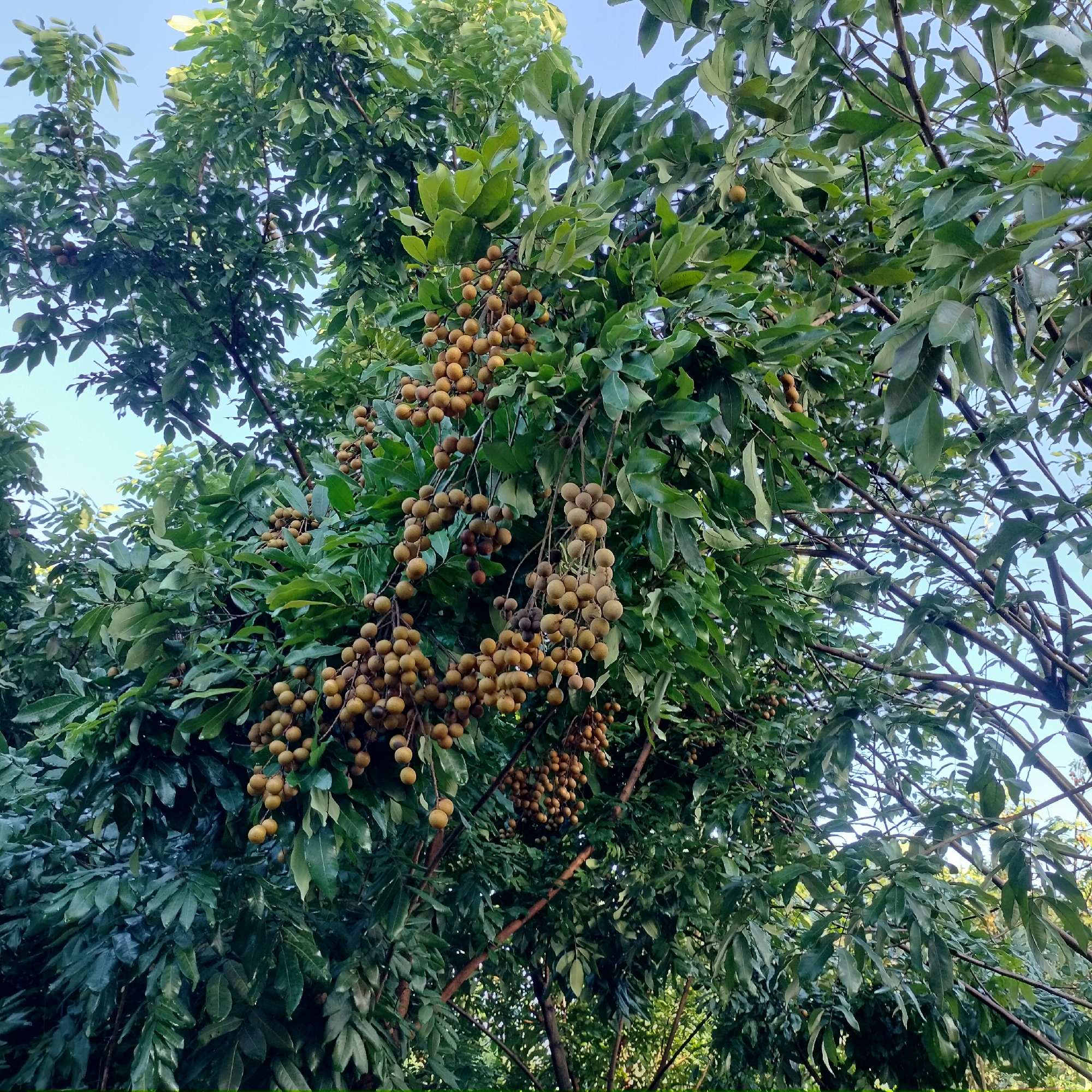 The image shows a cluster of longan fruits hanging from branches of a longan tree. The fruits are small, round, and have a yellowish-brown skin. They are clustered in bunches, with some smaller fruits and leaves interspersed. The tree has dense green foliage, and the sky is visible through the branches. The scene appears to be outdoors in a natural setting, likely a garden or orchard. Based on the context, this image is from Zhushan Township, Taiwan.