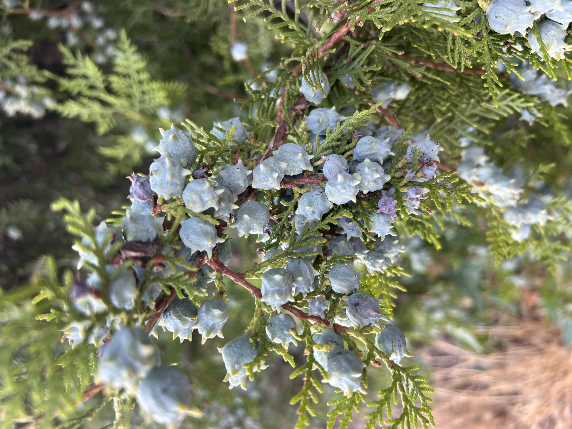 The image shows a close-up of a juniper tree branch with numerous small, pale blue, cone-like berries. The berries have a prickly appearance, with small points protruding from their surface. The needles of the juniper are green and scale-like. The background is blurred, showing more greenery and hints of brown, dry vegetation. The lighting suggests it is daytime, possibly late afternoon or early morning due to the soft light. There are no people or animals visible in the image, and no indication of the specific location being in Fontanka, Ukraine, as this detail is external information not visually present in the photograph.