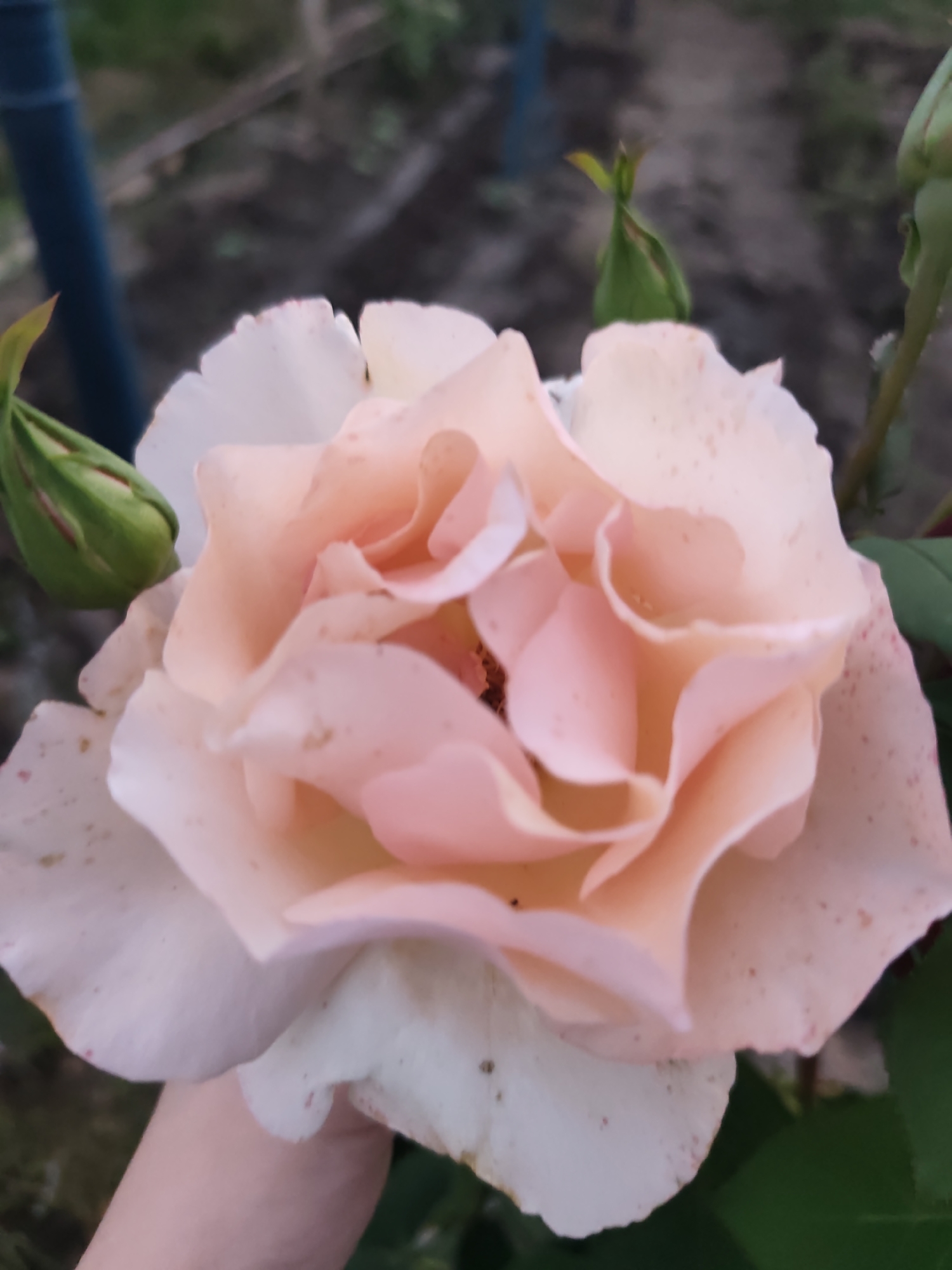 The image displays a single, fully bloomed rose in an outdoor setting in the city of Rosno, Bulgaria. The rose, centrally positioned, exhibits a color palette transitioning from pale, almost white-pink outer petals to a richer peach-pink hue at its densely layered core. Small, reddish-brown speckles are present on the surface of several petals, more prominent on the lighter outer ones.
To the upper left of the main flower, a closed green rosebud is visible, accompanied by nascent green foliage. A second, partially visible green rosebud extends from the upper right. A light-skinned human hand, with fingers mostly obscured, supports the rose from its lower-right underside. The background is significantly blurred, indicating a shallow depth of field, and appears to consist of indistinct dark green foliage, brown earth, and a faint blue vertical object on the far left. The scene suggests a cultivated garden environment.
