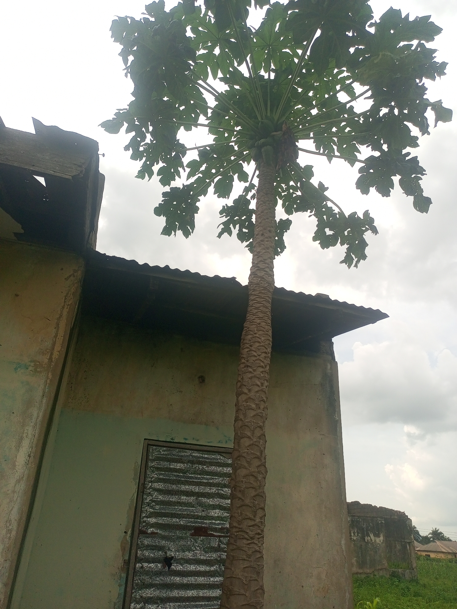 A papaya tree with ripening fruit stands tall next to a dilapidated building in Serti, Nigeria. The building has green painted walls and a corrugated metal roof, with a corrugated metal door on the left side. The sky is overcast with clouds.