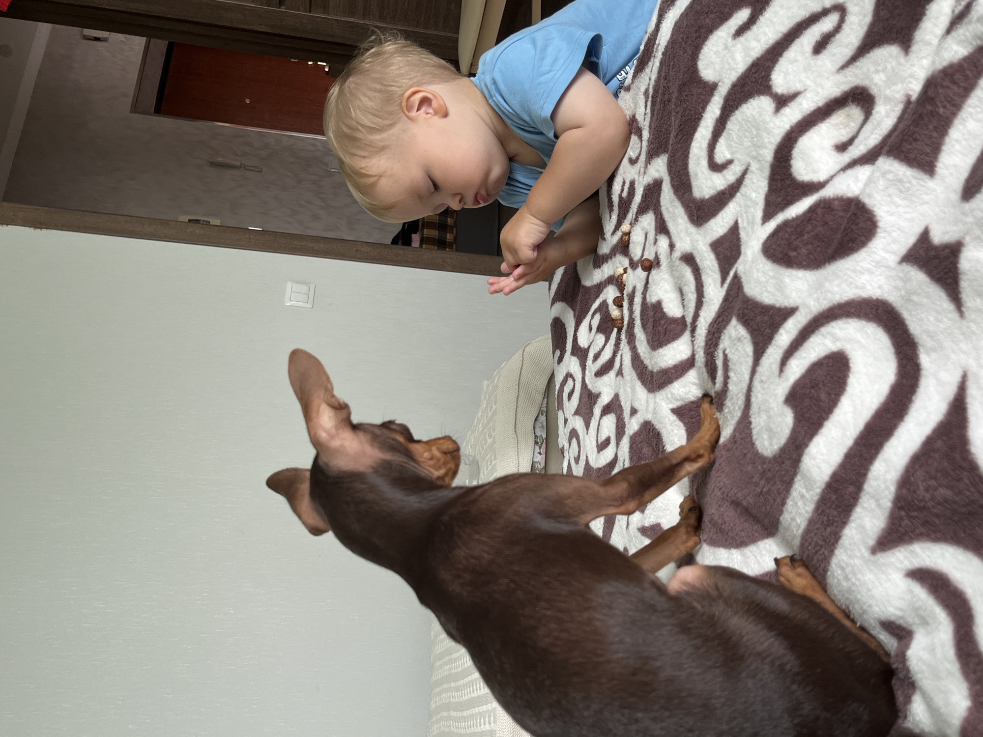 A small, dark brown dog with large ears is sitting on a bed, facing a young child. The child, with blonde hair and wearing a blue t-shirt, is also on the bed, looking down at a few nuts scattered on the blanket. The dog appears to be looking at the child, and its body is turned towards the child. The bed is covered with a patterned blanket. In the background, a doorway reveals a hallway with a door and part of a wall. The overall setting appears to be indoors, likely in a bedroom, within a residential dwelling in Pionersky, Russia.