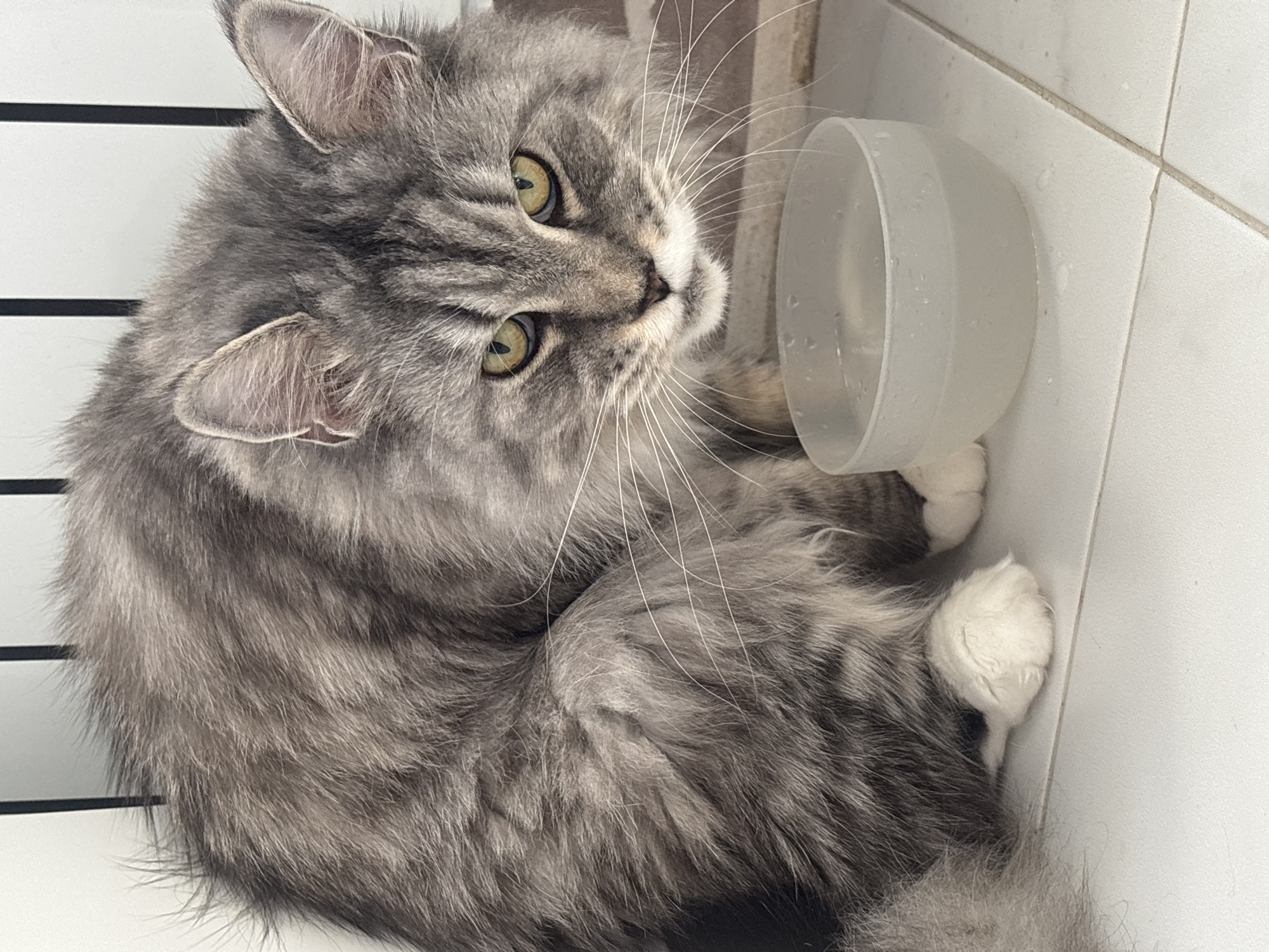 A close-up, eye-level shot shows a fluffy, grey tabby cat with striking yellow-green eyes crouching beside a clear plastic bowl of water. The cat's fur is a mix of grey and darker grey stripes, with white paws. The cat's gaze is directed towards the water. The environment appears to be indoors, with white tiled flooring and a white wall with vertical black bars in the background. A few water droplets are visible on the floor around the bowl. The image provides no information about the city of Kazan, Russia.