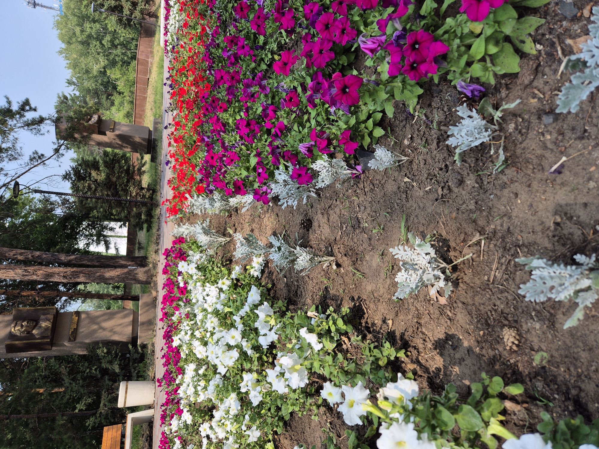 This image captures a well-maintained flowerbed in a park setting, likely in Pavlodar, Kazakhstan, given the context of the prompt. In the foreground, rows of vibrant petunias dominate the scene. White petunias are planted on the left, while on the right, a dense bed of deep magenta and pink petunias creates a striking contrast. Interspersed between the flower rows are small, silvery-green plants, adding texture and visual interest.
In the middle ground, a paved pathway runs horizontally, separating the flowerbeds from the background. Beyond the path, two monuments stand prominently. The monument on the left features a bronze bust of a man set against a stone pedestal with inscribed text. Beside it, a wooden park bench with a concrete base and a trash receptacle are visible. The monument on the right is a tall, slender stone structure, also with an inscribed plaque.
The background is filled with lush green trees, suggesting a park or a forested area. The sky is clear and bright blue. The overall impression is of a serene and aesthetically pleasing public space. The image is taken from a low angle, looking slightly upwards towards the monuments and trees.